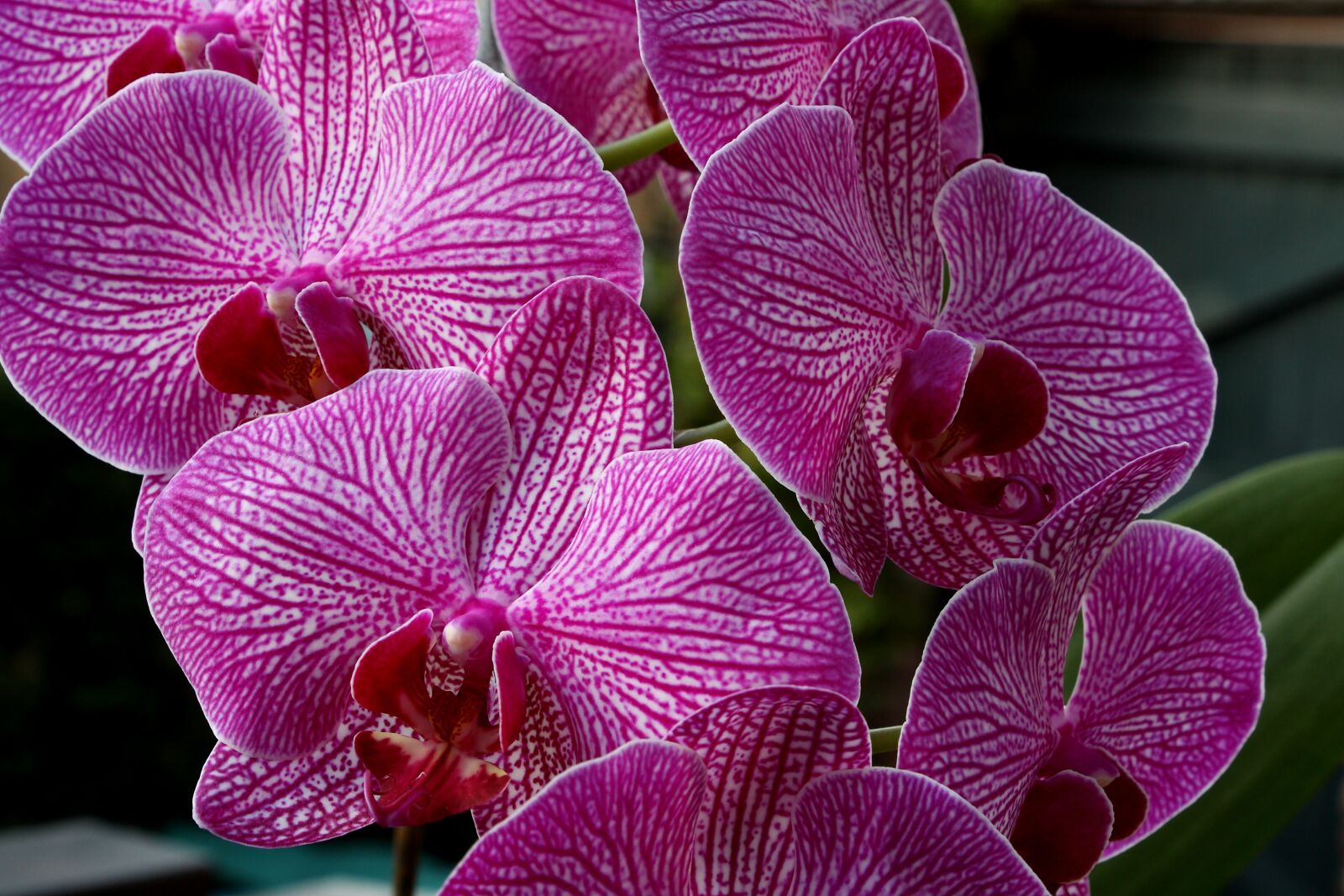 Canon EOS 450D (EOS Rebel XSi / EOS Kiss X2) sample photo. Orchid, close up, blossom photography