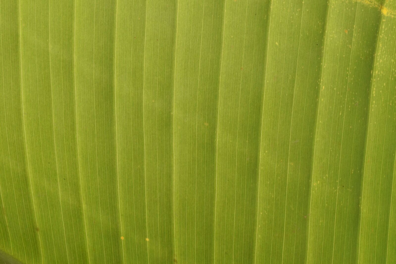 Nikon D3300 sample photo. Background, structure, green photography