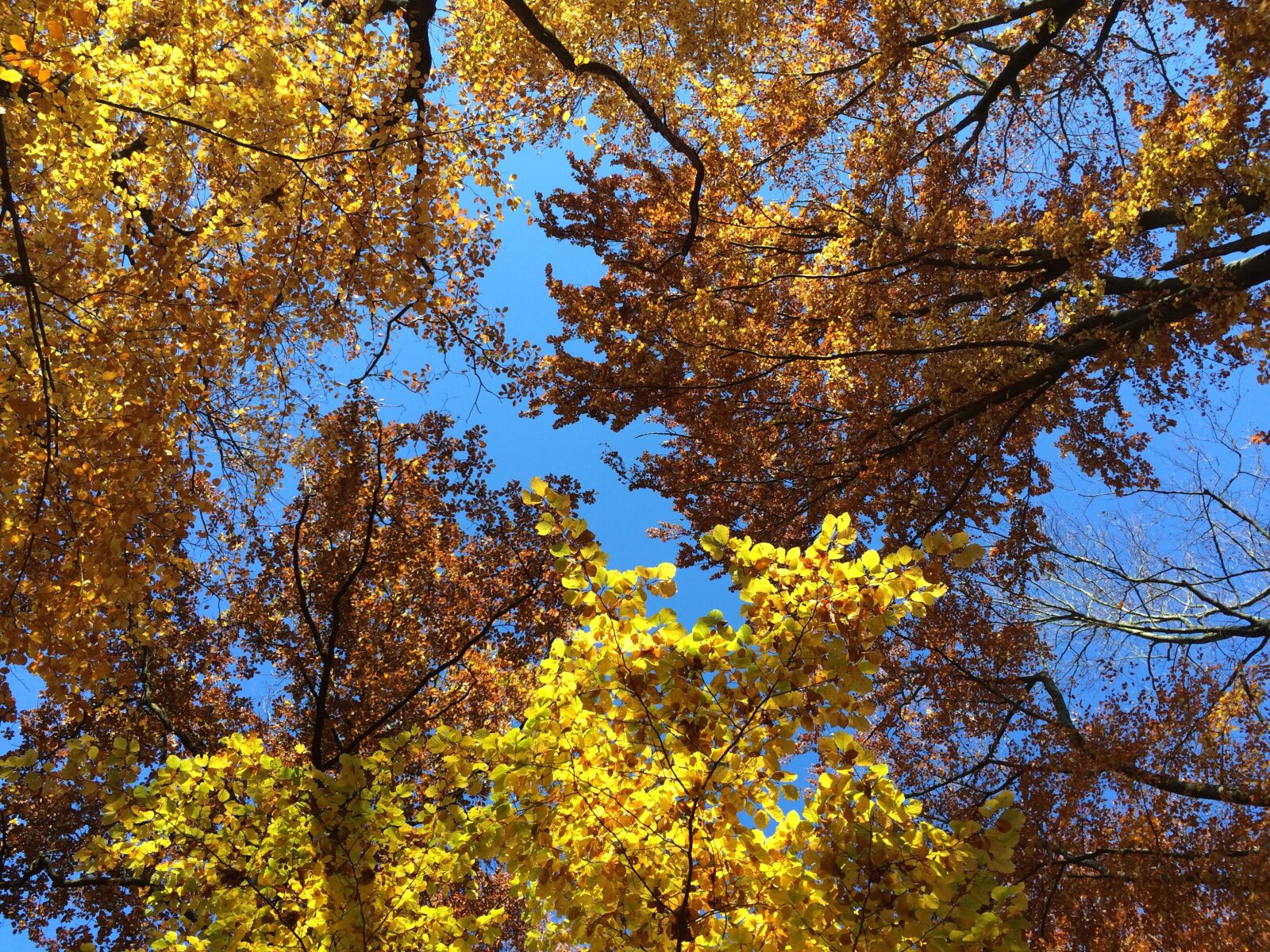 iPhone 5s back camera 4.15mm f/2.2 sample photo. Autumn, forest, leaves photography