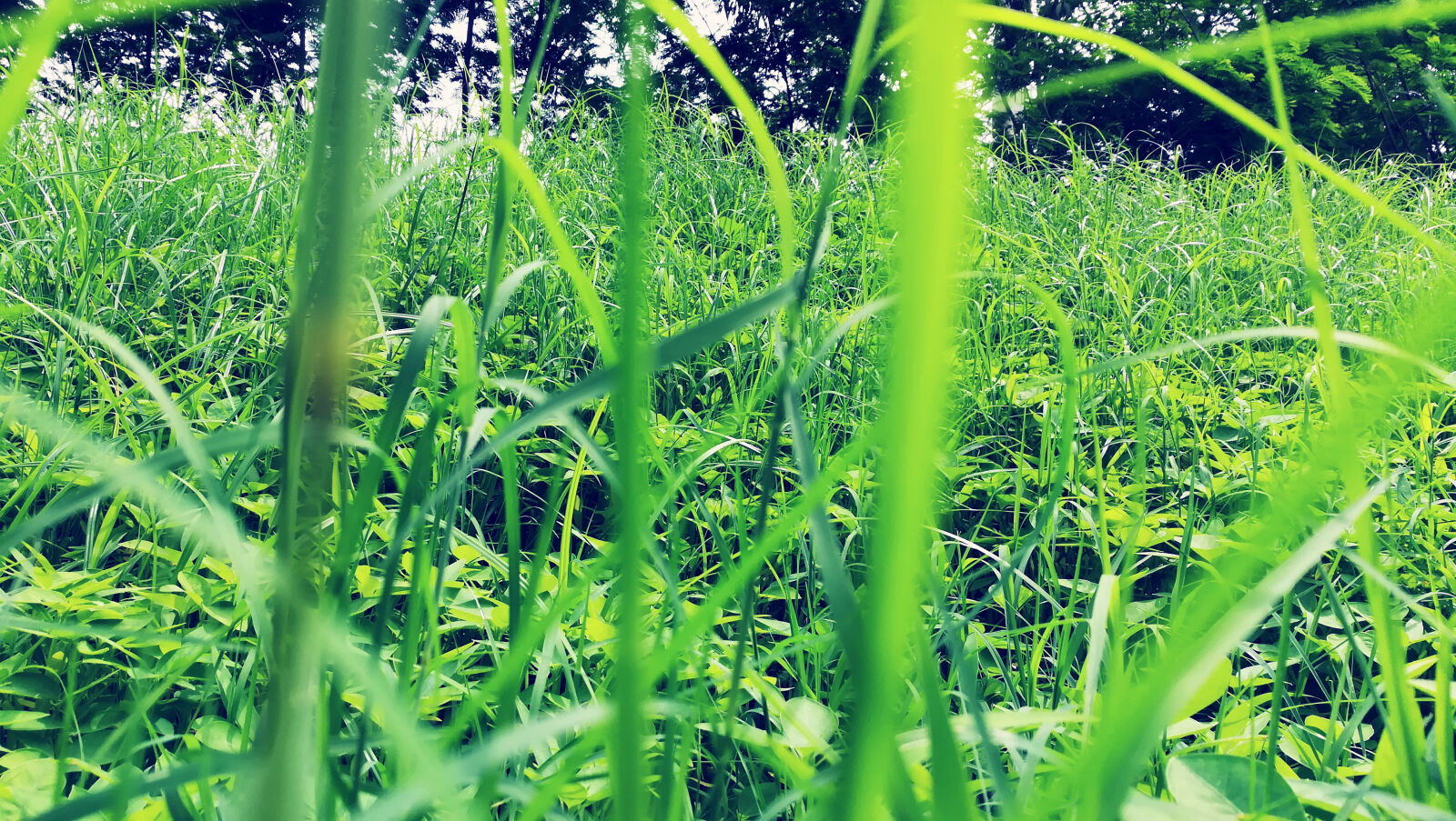 HUAWEI honor 6x sample photo. Agriculture, bright, countryside, environment photography