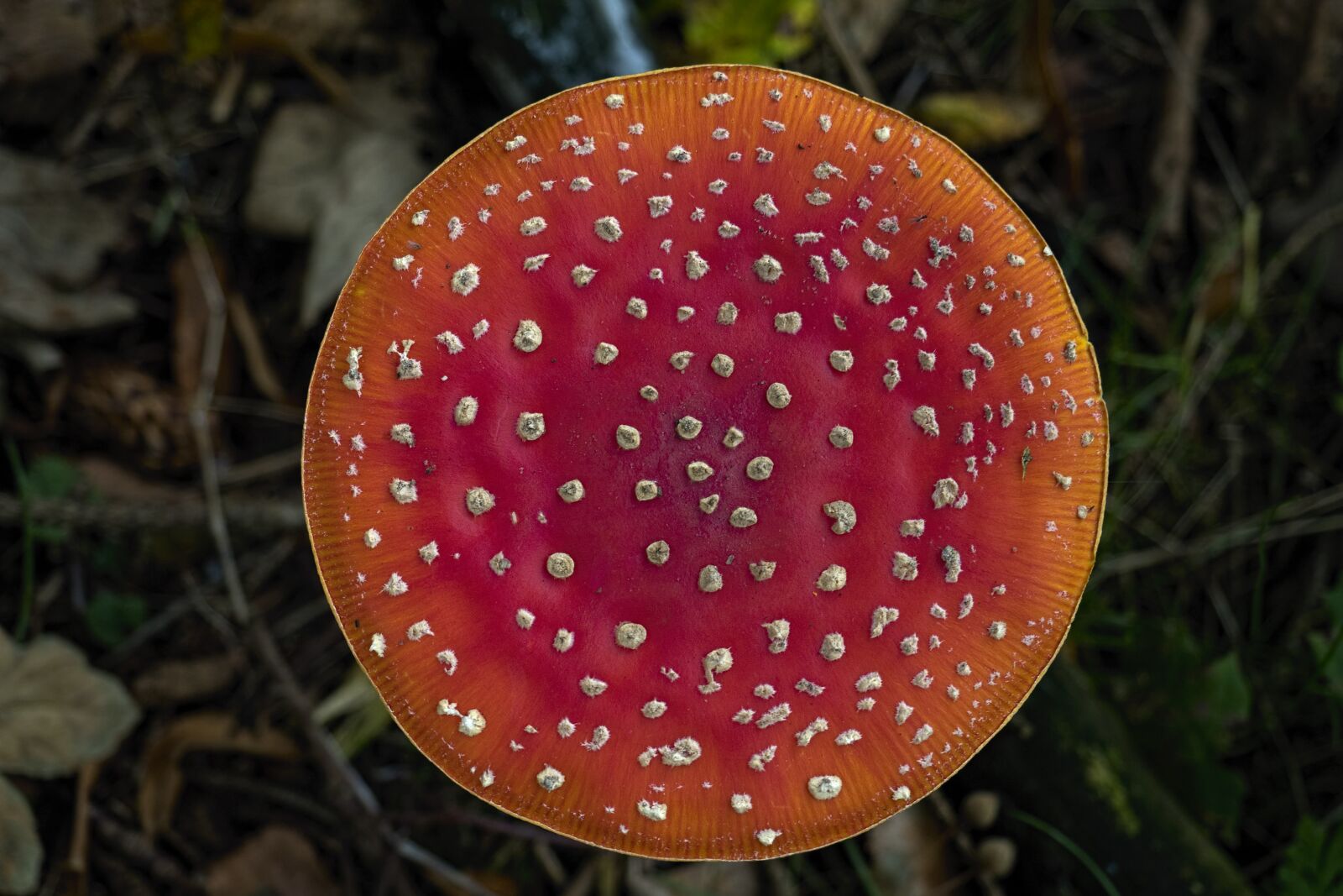 Olympus OM-D E-M5 II + Olympus M.Zuiko Digital ED 12-40mm F2.8 Pro sample photo. Matryoshka, red fly agaric photography