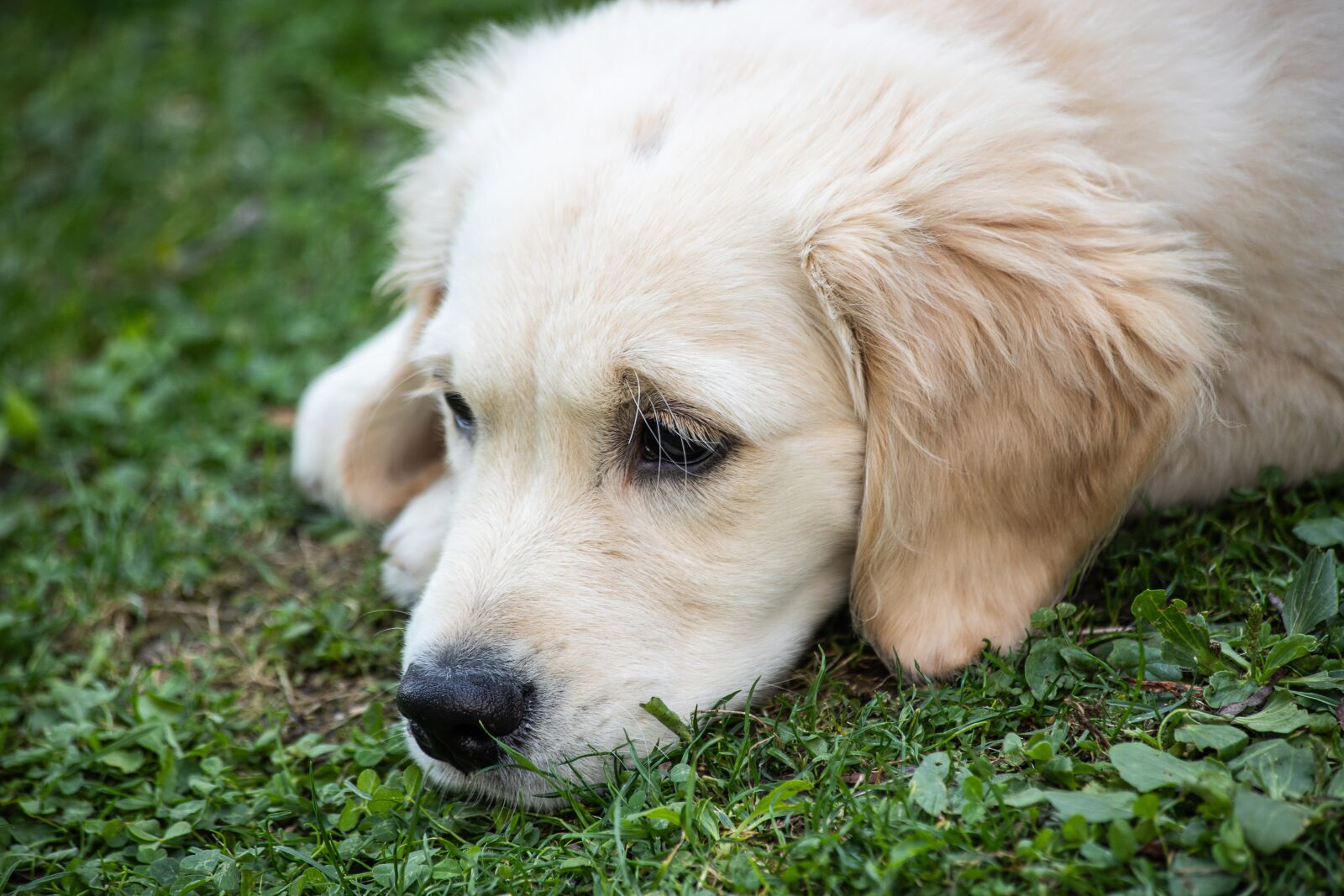 Canon EF 70-300mm F4-5.6 IS USM sample photo. Dog, mammal, animal world photography