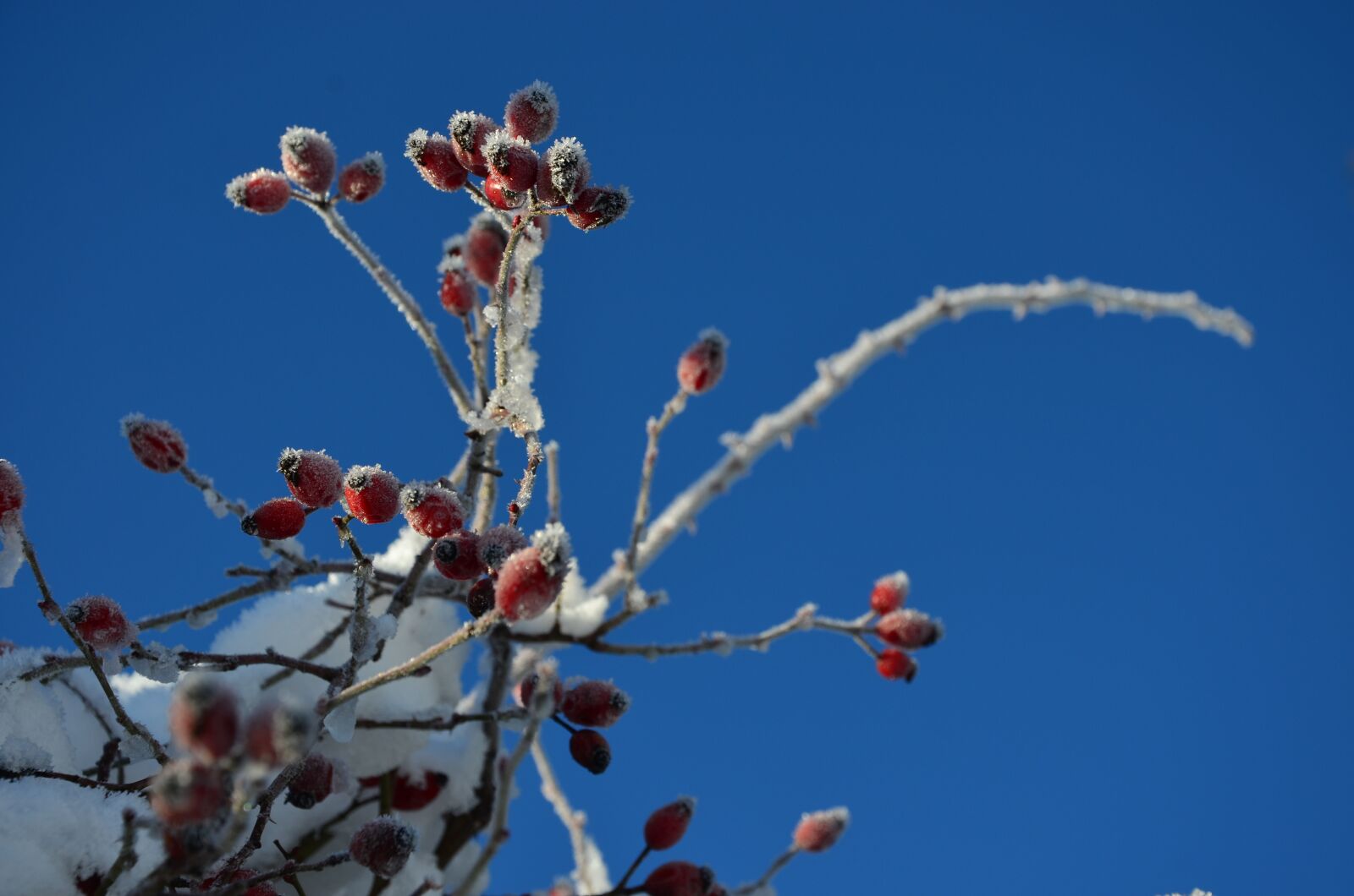 Nikon D5100 sample photo. Winter, snow, cold photography