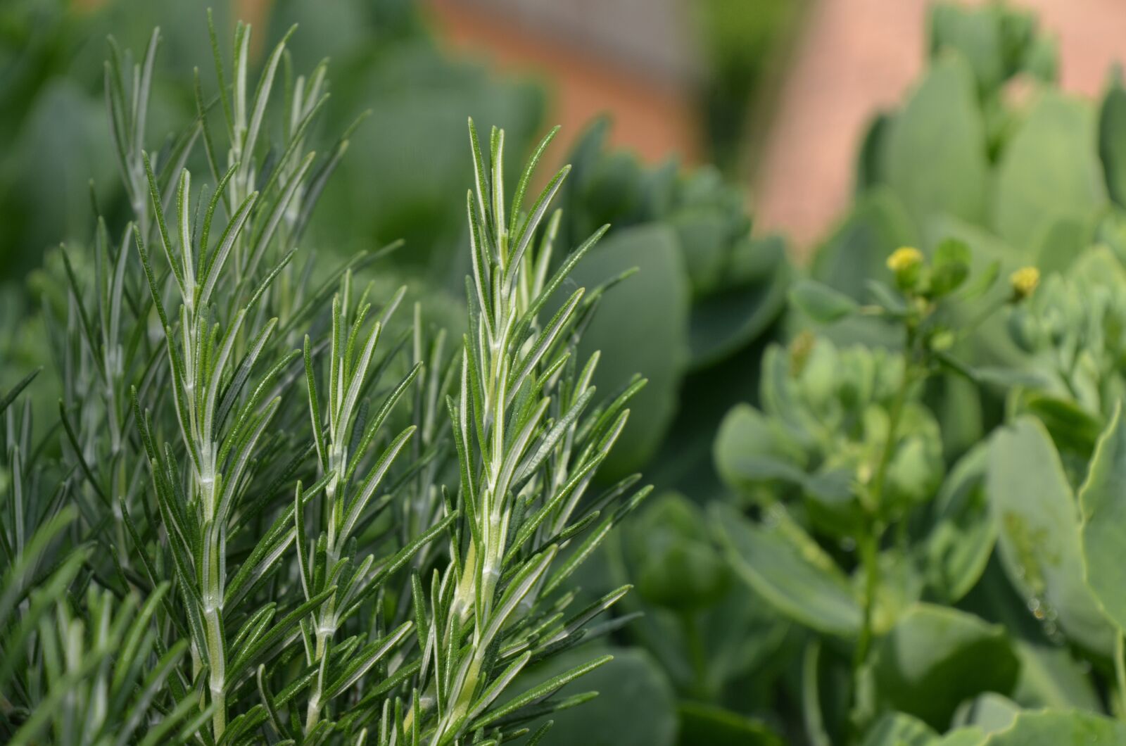 Nikon D7000 sample photo. Rosemary, herb, fresh photography