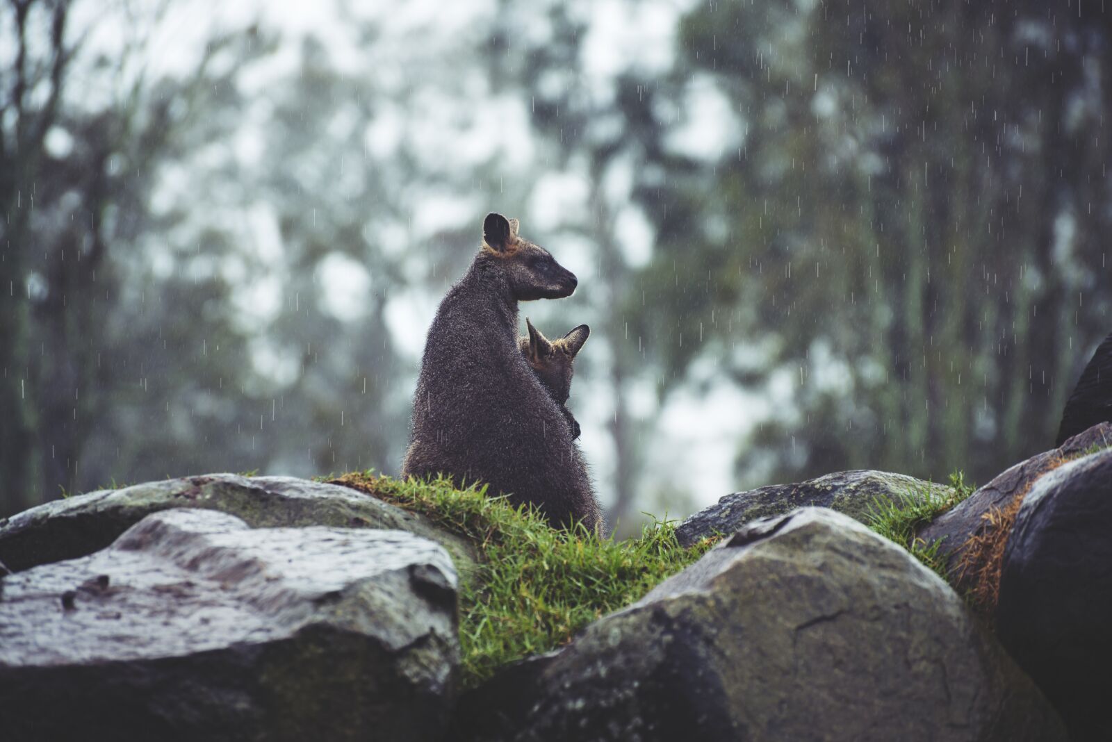 Nikon D800E sample photo. Animals, kangaroos, australia photography