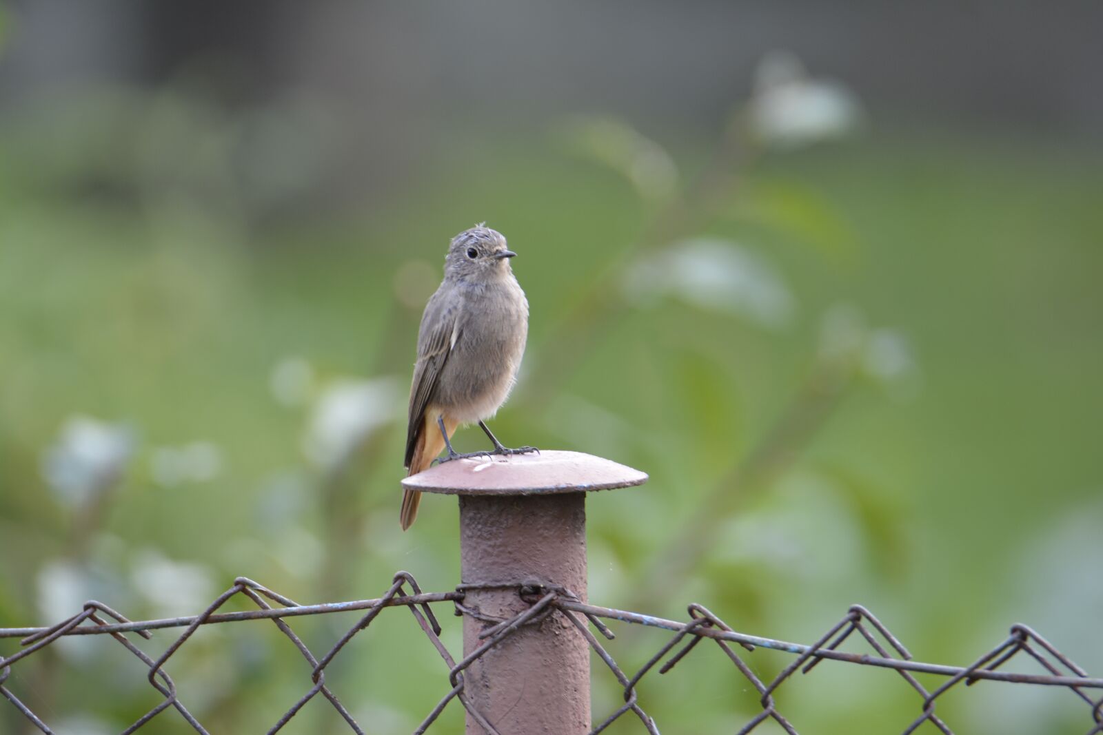Nikon D7100 sample photo. Bird, fence, žltochvost photography