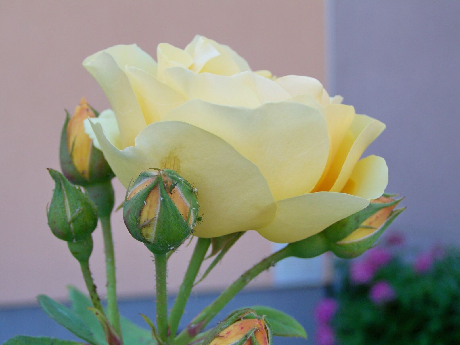Kodak EASYSHARE ZD710 ZOOM DIGITAL CAMERA sample photo. Tea rose, vanilla color photography
