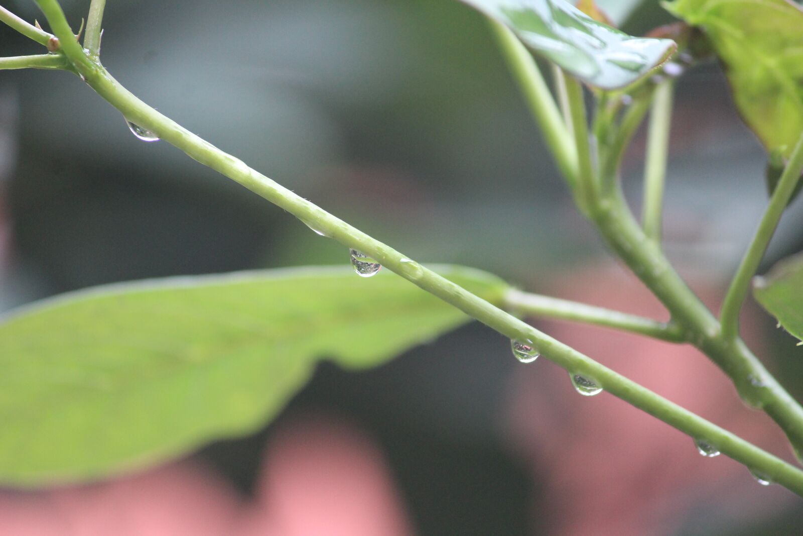 Canon EOS 1200D (EOS Rebel T5 / EOS Kiss X70 / EOS Hi) sample photo. Plant, branch, focused photography