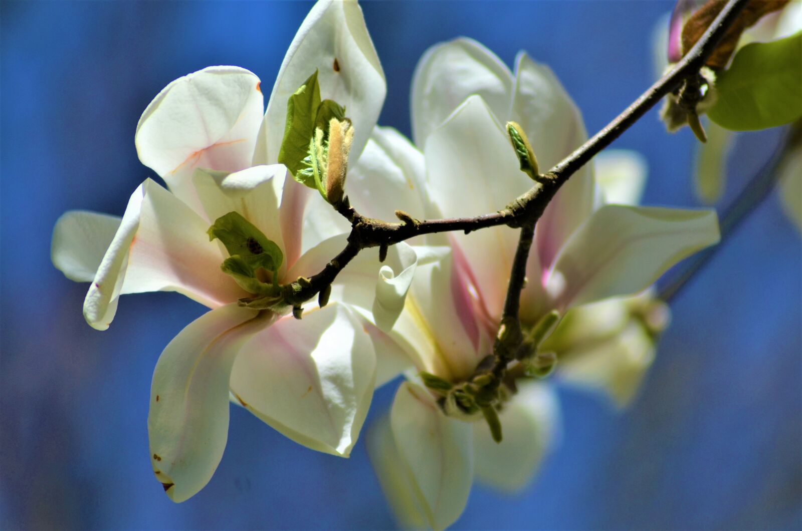 Nikon D5100 sample photo. Flower, blossom, bloom photography