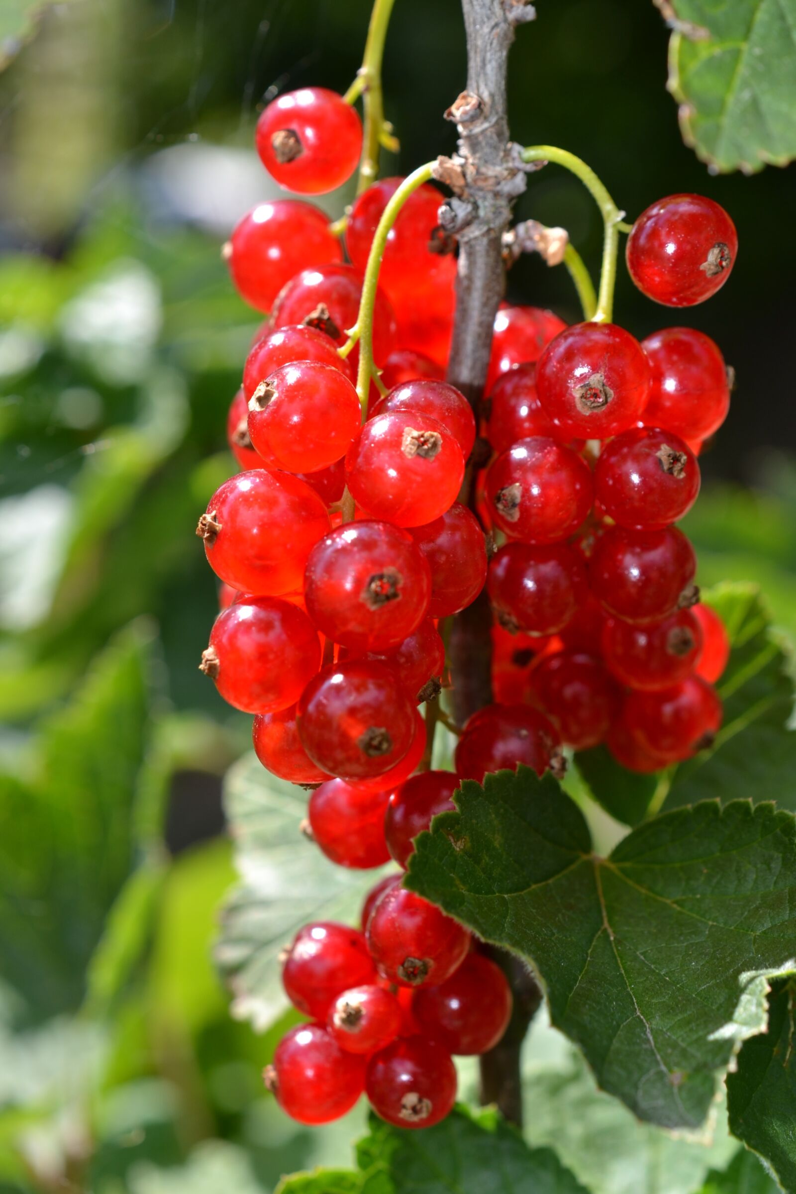 Nikon D3100 sample photo. Fruit, berry, healthy photography