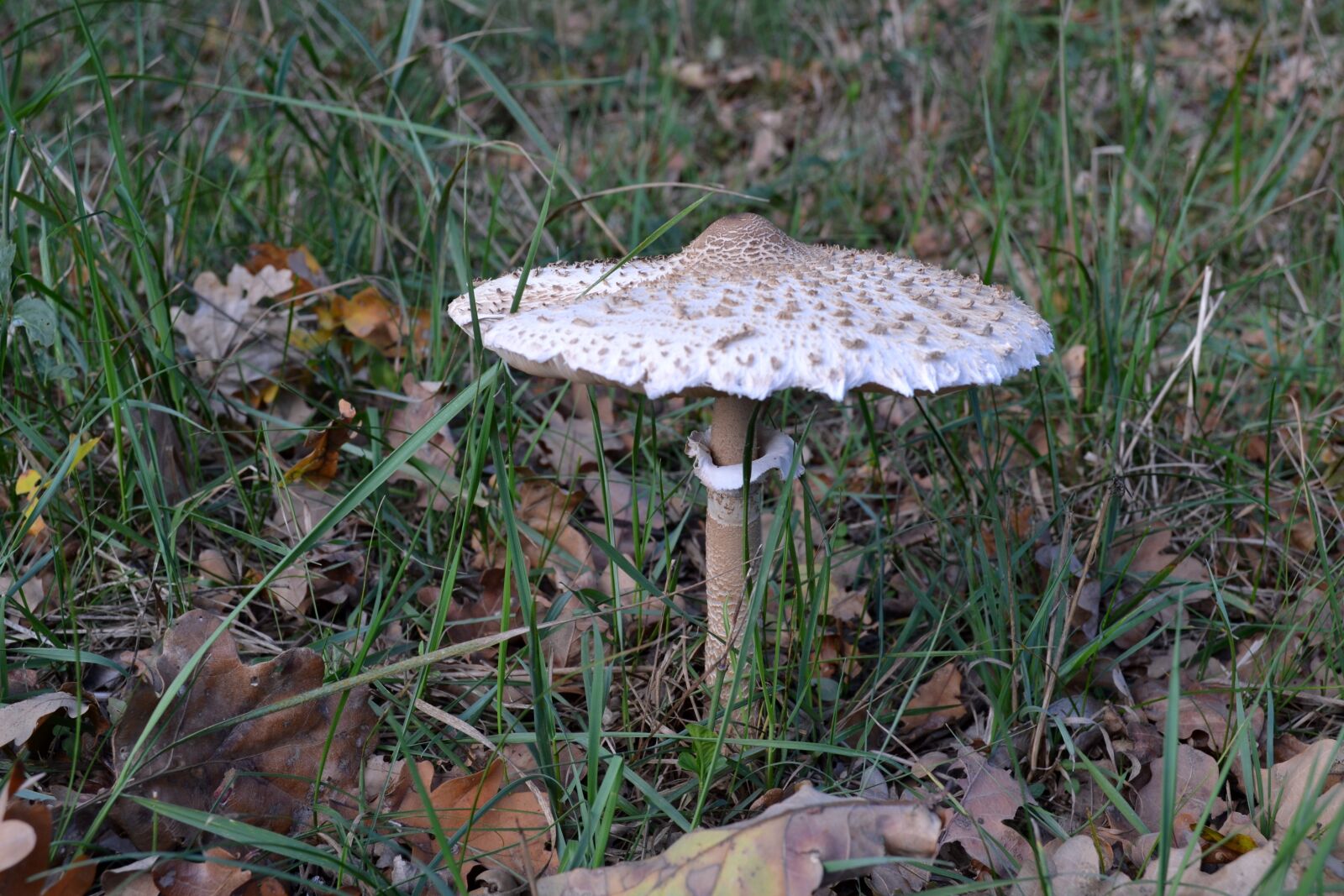 Nikon D3100 sample photo. Mushroom, grass, forest photography