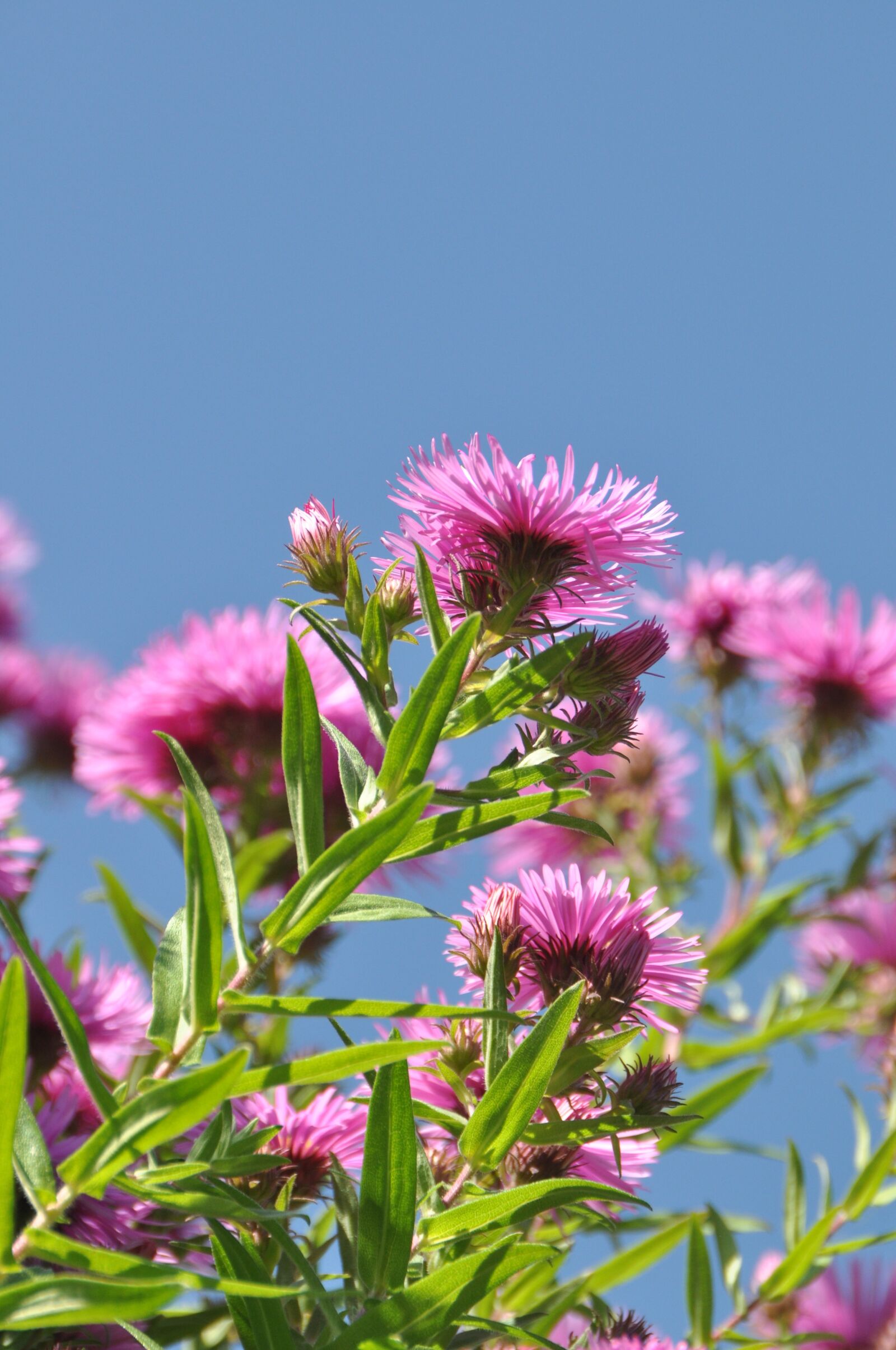 Nikon D5000 sample photo. Asters, flower, botany photography