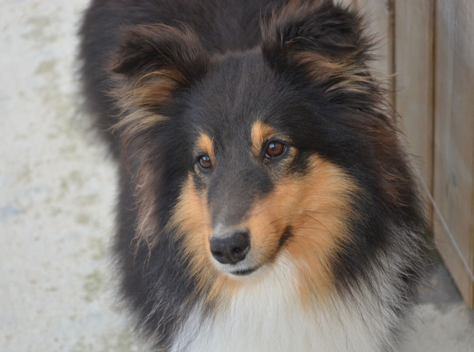 Nikon D5200 sample photo. Dog, dog me love photography