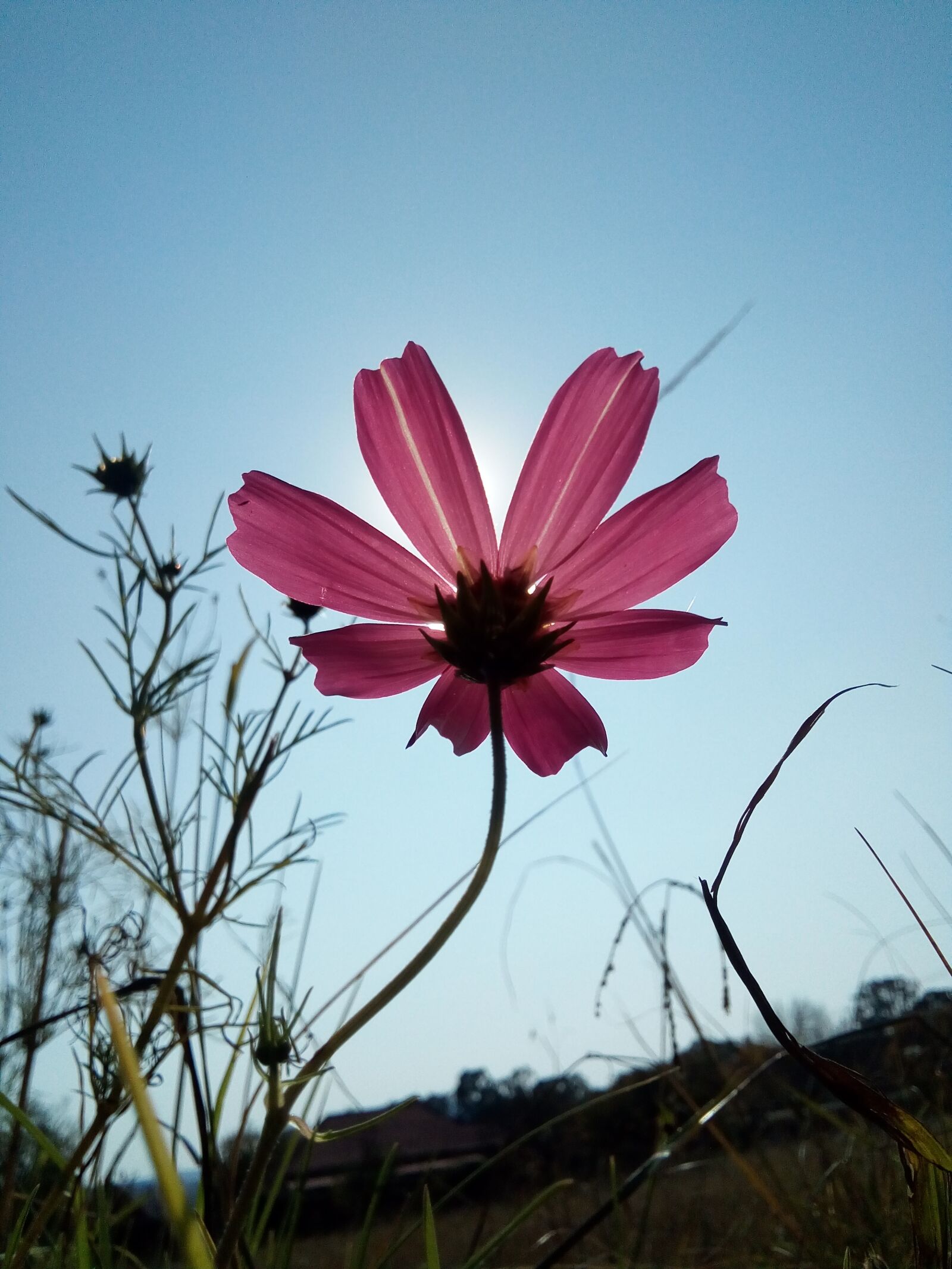 ZTE BLADE A510 sample photo. Daisy, flower, pink photography