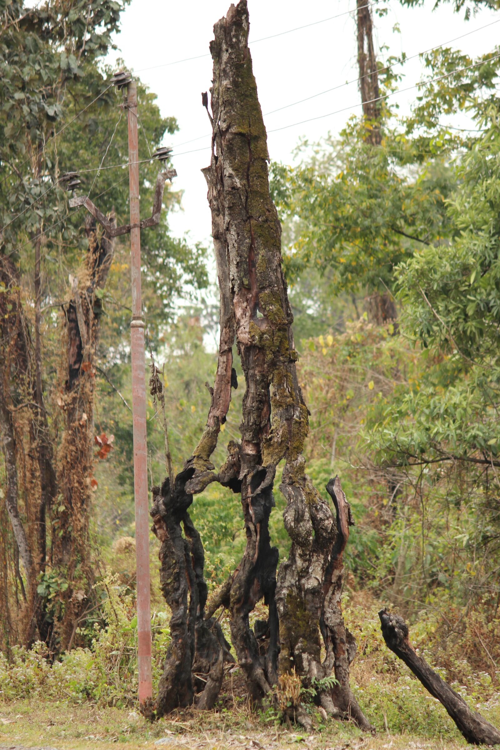 Canon EOS 600D (Rebel EOS T3i / EOS Kiss X5) sample photo. Tree, lightning, weather photography