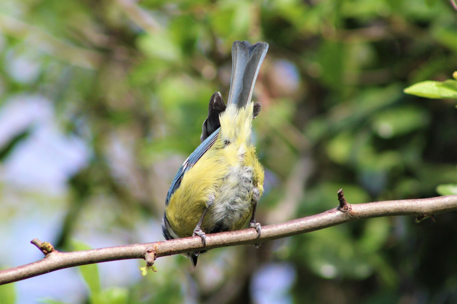 Canon EOS 2000D (EOS Rebel T7 / EOS Kiss X90 / EOS 1500D) sample photo. Bird, garden, blue tit photography