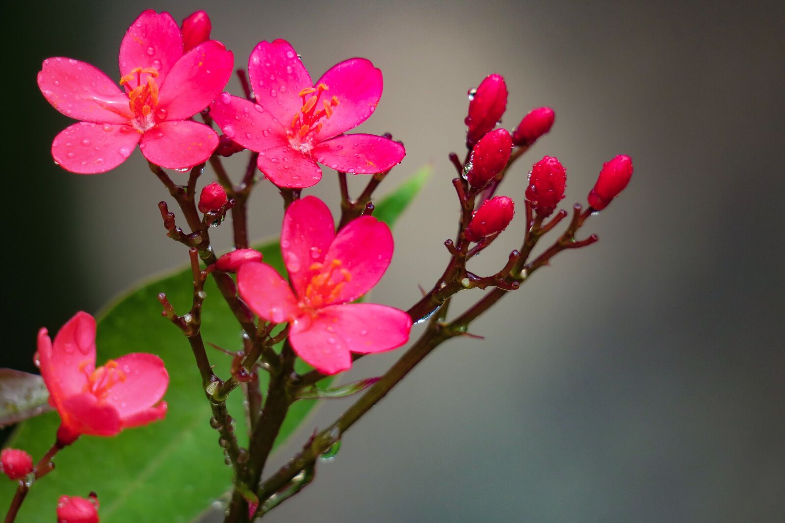 Canon PowerShot G3 X sample photo. Qin leaf coral, nature photography
