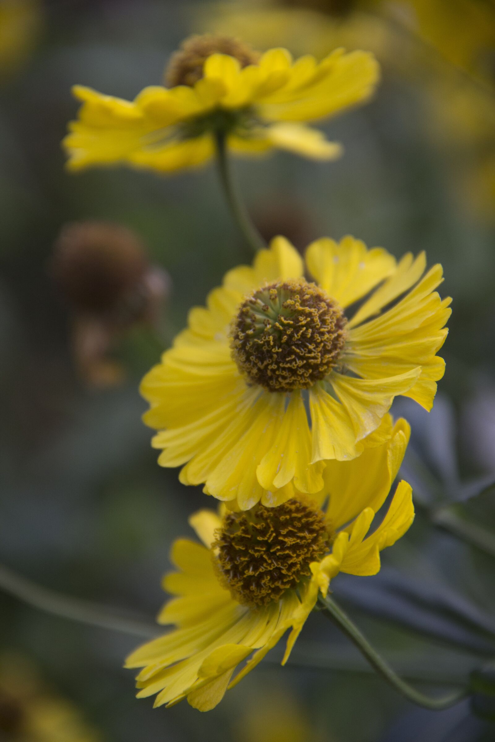 Canon EOS 600D (Rebel EOS T3i / EOS Kiss X5) sample photo. Flowers, yellow, color photography
