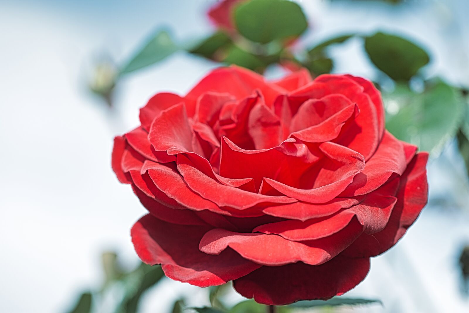 Nikon D7200 sample photo. Autumn rose, flower, nature photography