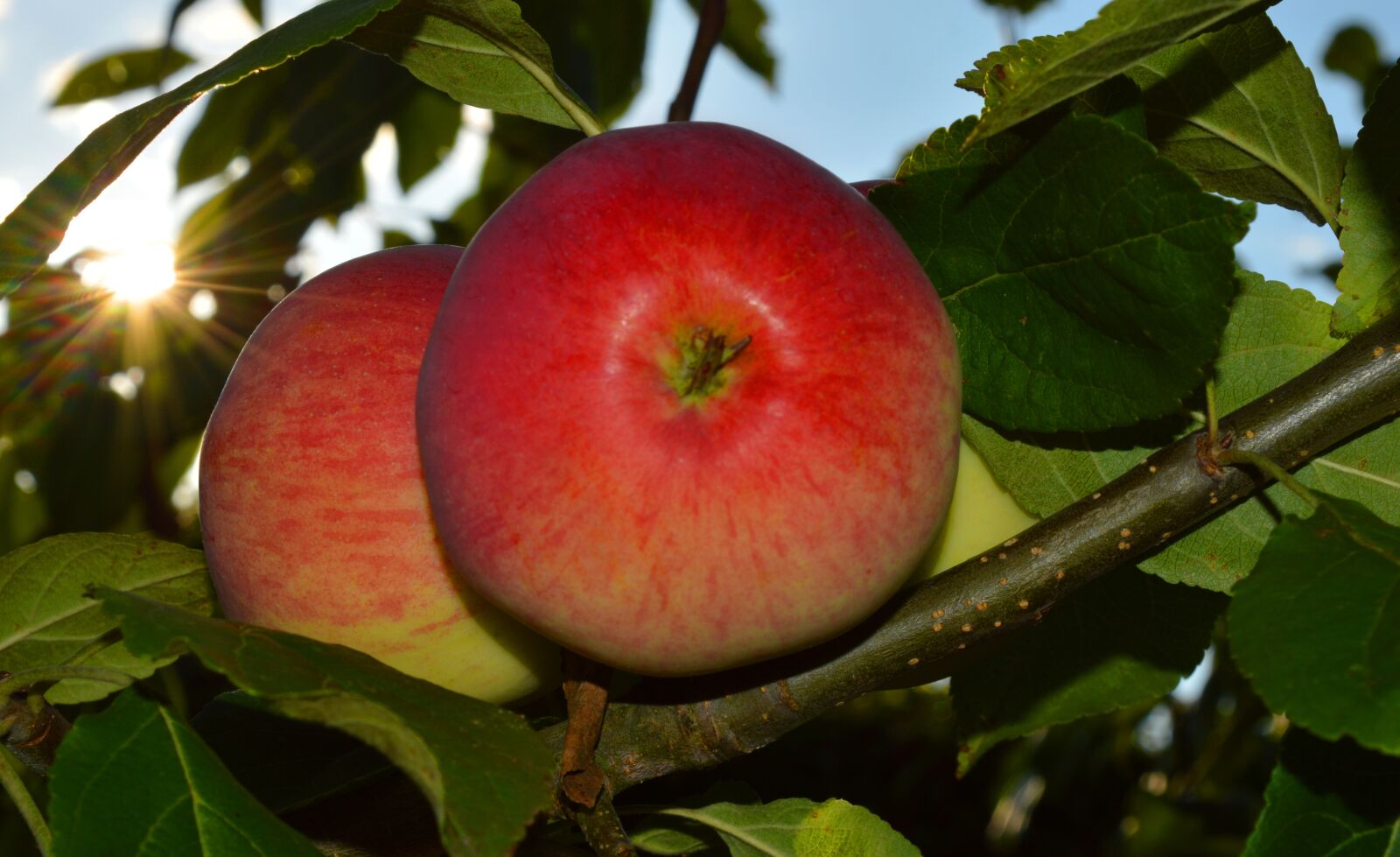 Nikon D3200 sample photo. Apple, apple tree, fruit photography