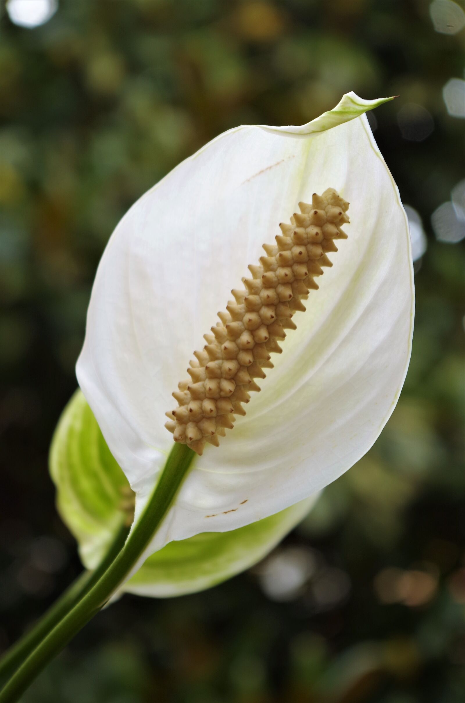 Pentax K-50 sample photo. Flower, white, spathiphyllum photography