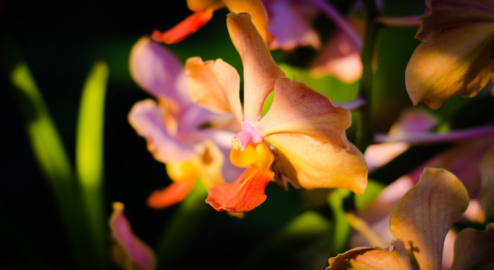 Nikon D7000 sample photo. Flower, nature, color photography