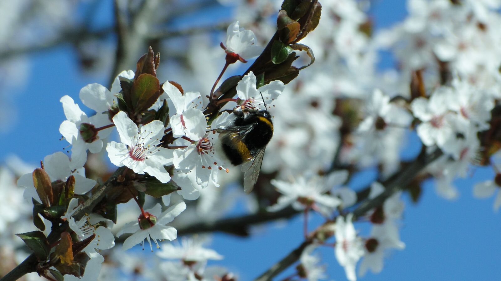 Sony Cyber-shot DSC-HX1 sample photo. Flower, summer, bee photography
