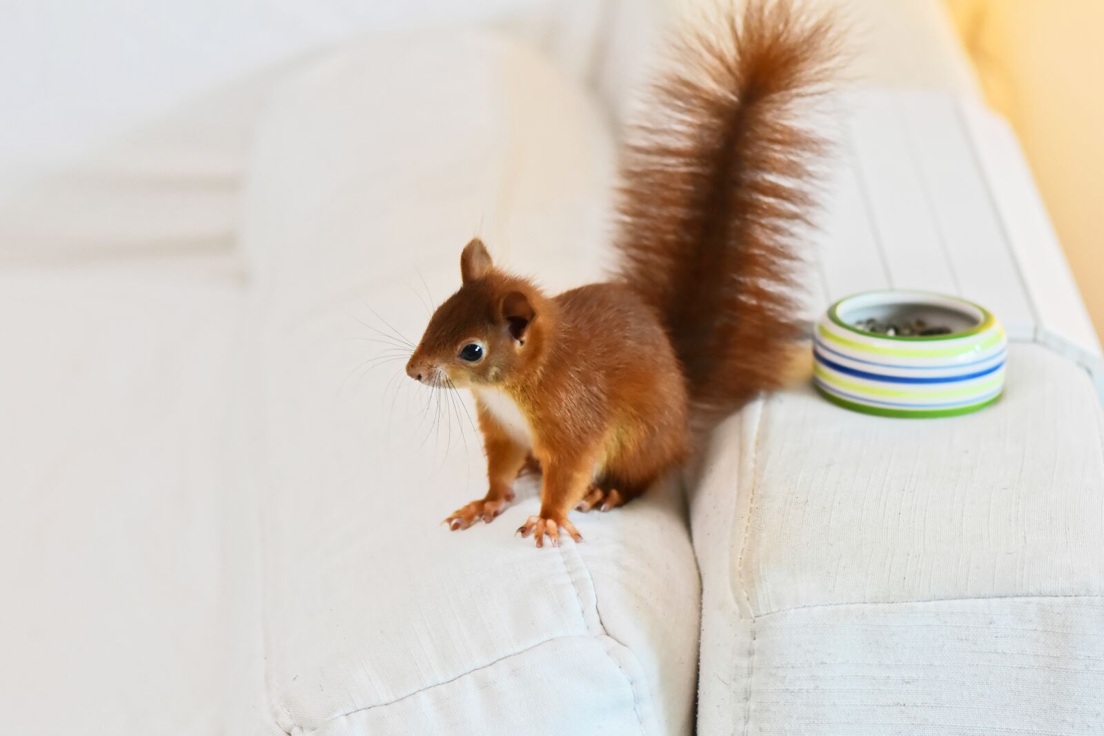 Nikon D7200 sample photo. Squirrel, baby, young animal photography