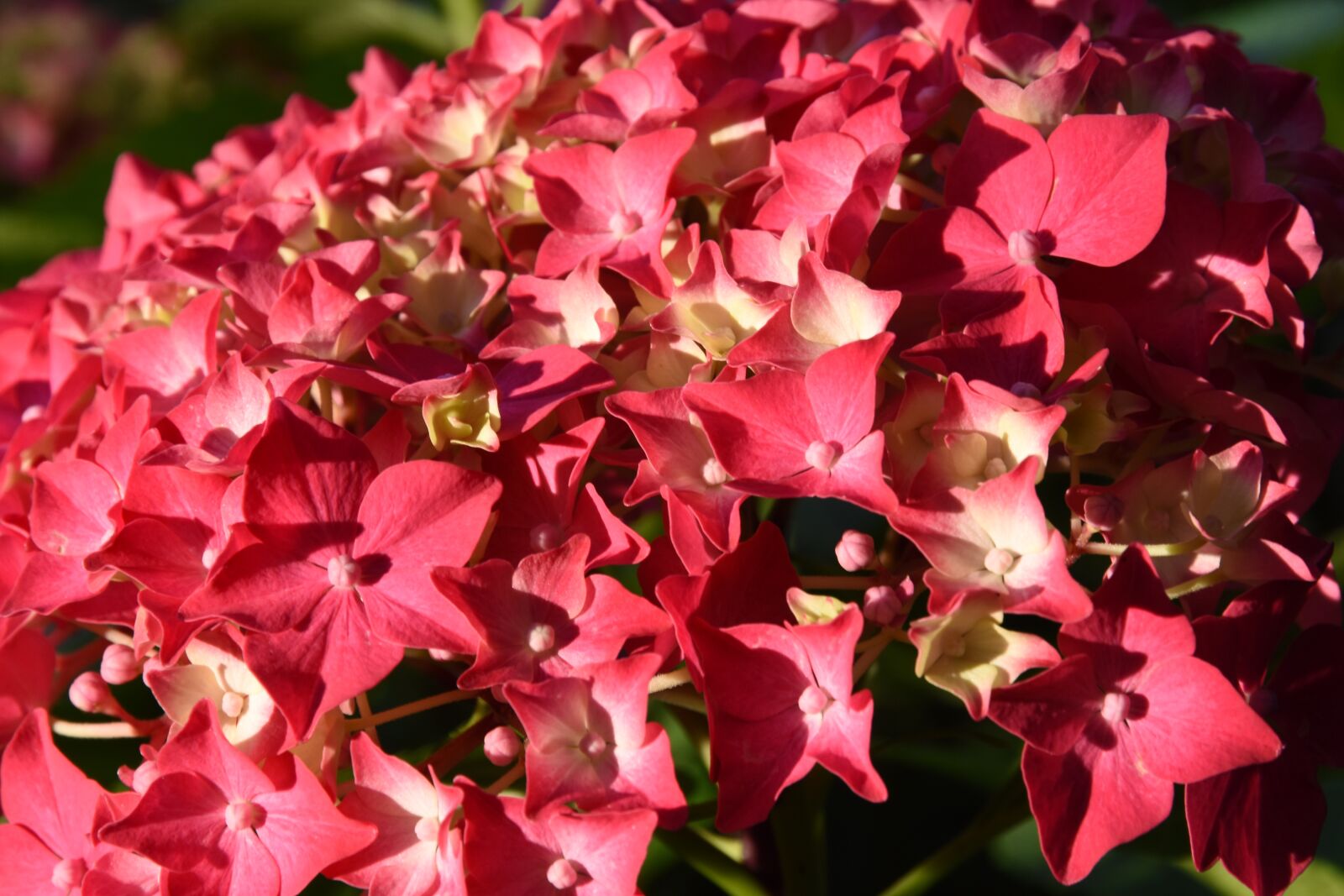 Nikon D5500 sample photo. Flowers, nature, spring photography