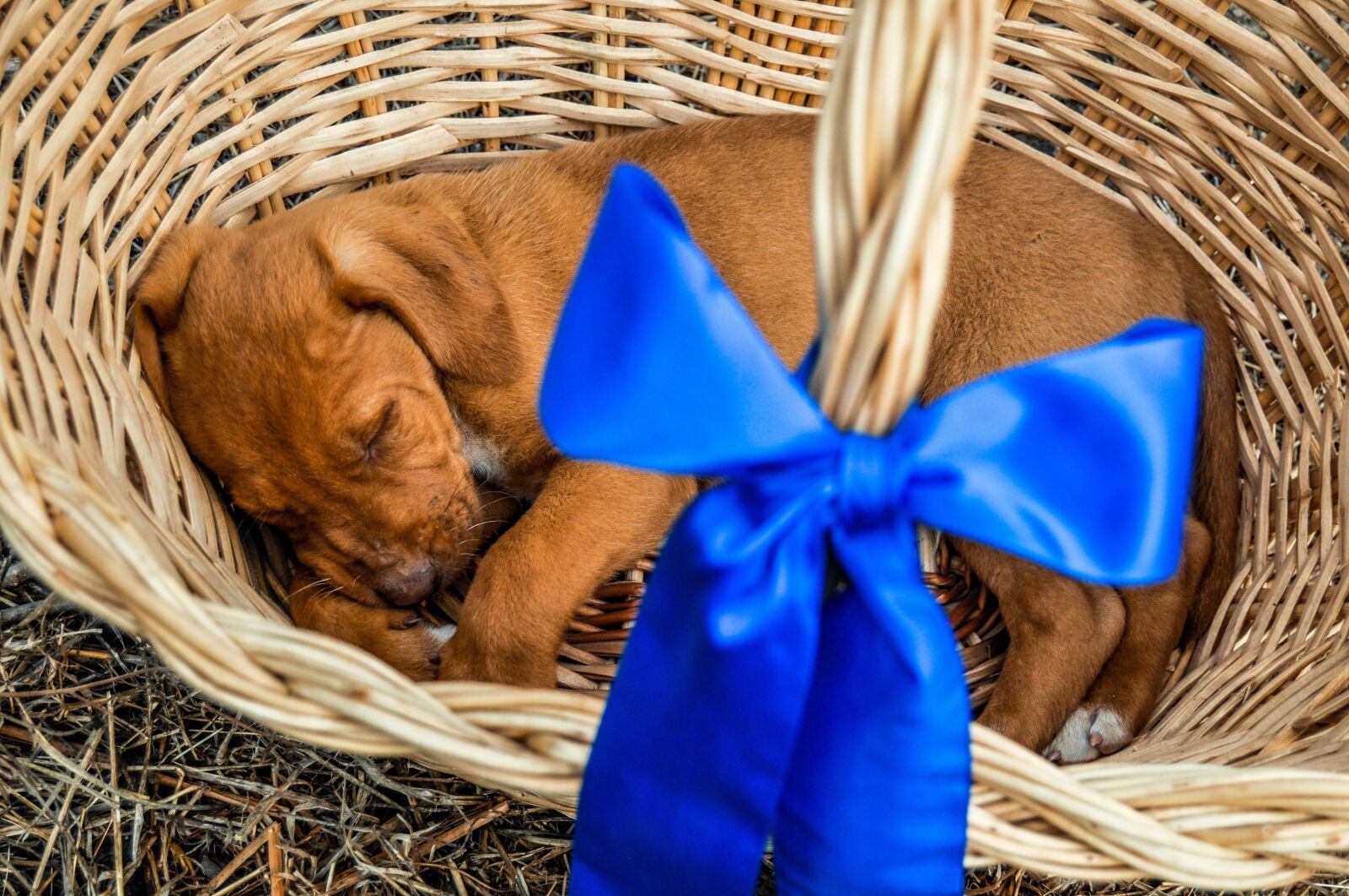 Nikon D90 sample photo. Puppy, pet, present photography