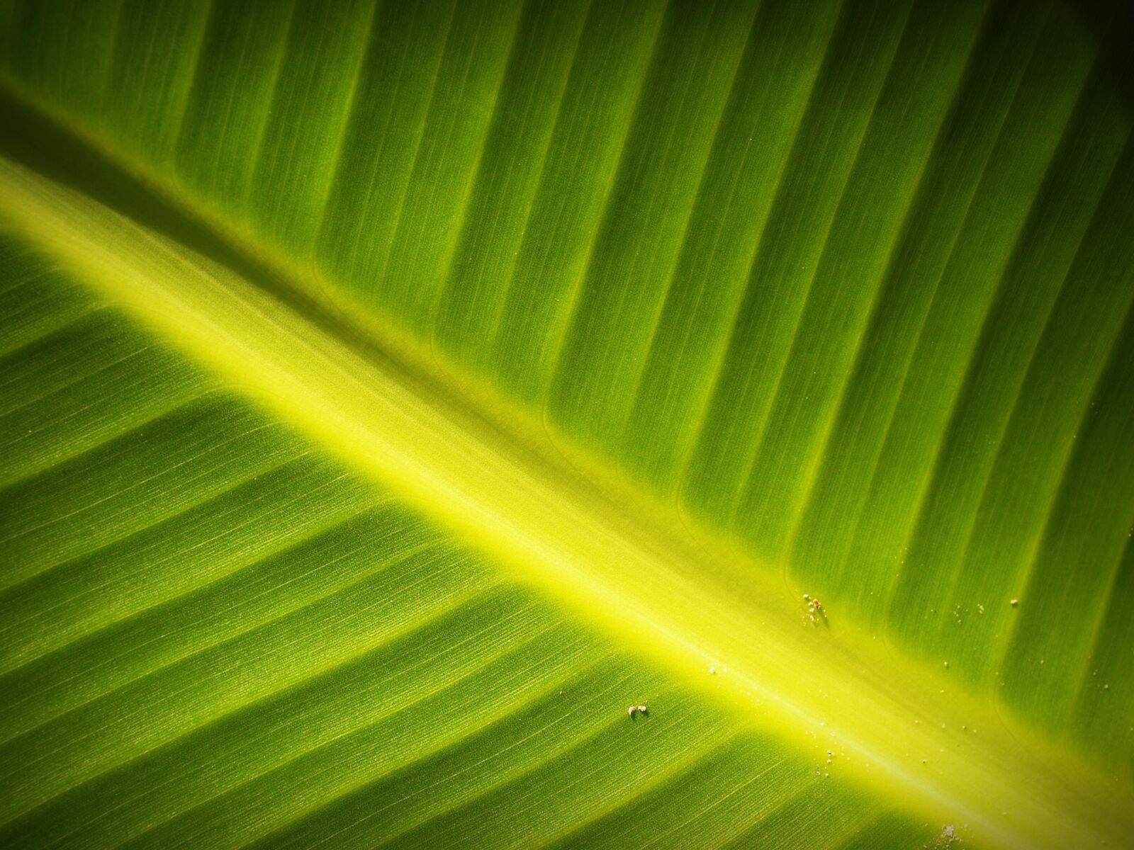 Olympus E-300 (EVOLT E-300) sample photo. Leaf, background, lines photography
