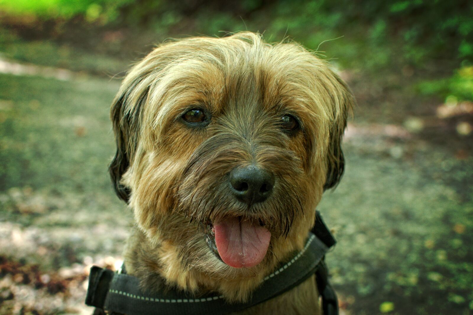 Nikon D7100 sample photo. Portrait, dog, face photography