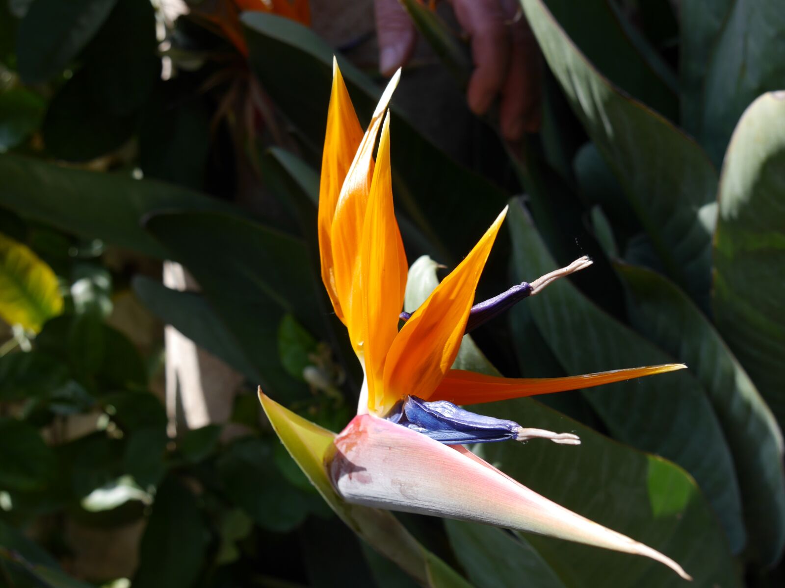 Panasonic Lumix DMC-G6 sample photo. Strelitzias, bird of paradise photography