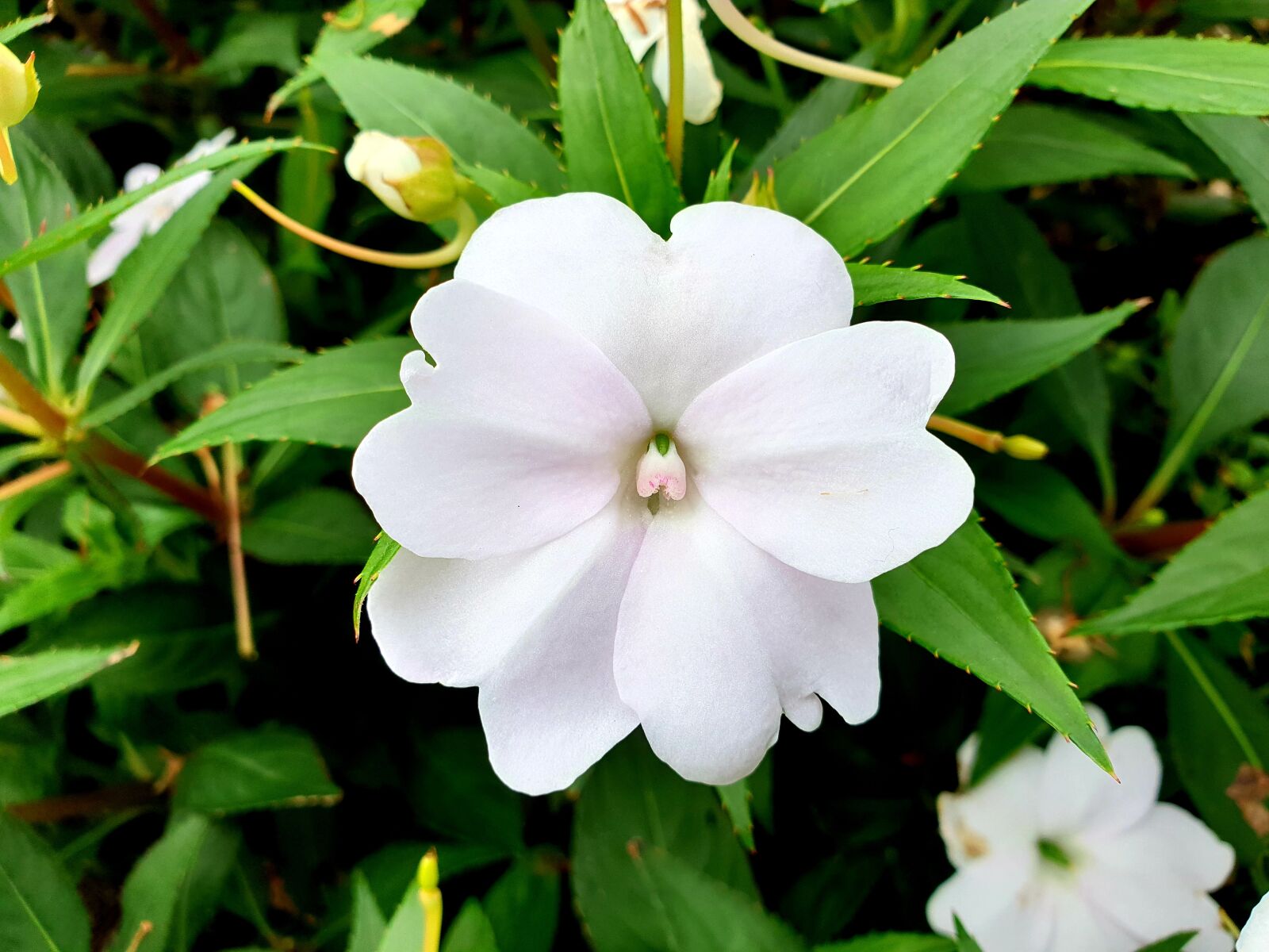 Samsung Galaxy Note9 sample photo. Nature, flowers, plants photography
