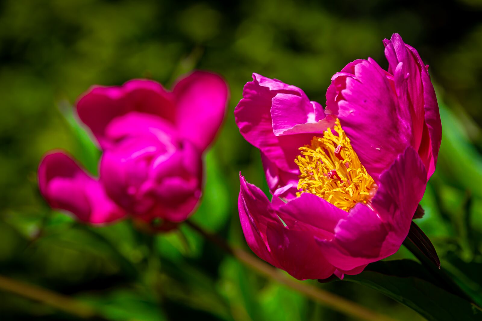 150-600mm F5-6.3 DG OS HSM | Contemporary 015 sample photo. Peony, paeoniaceae, blossom photography