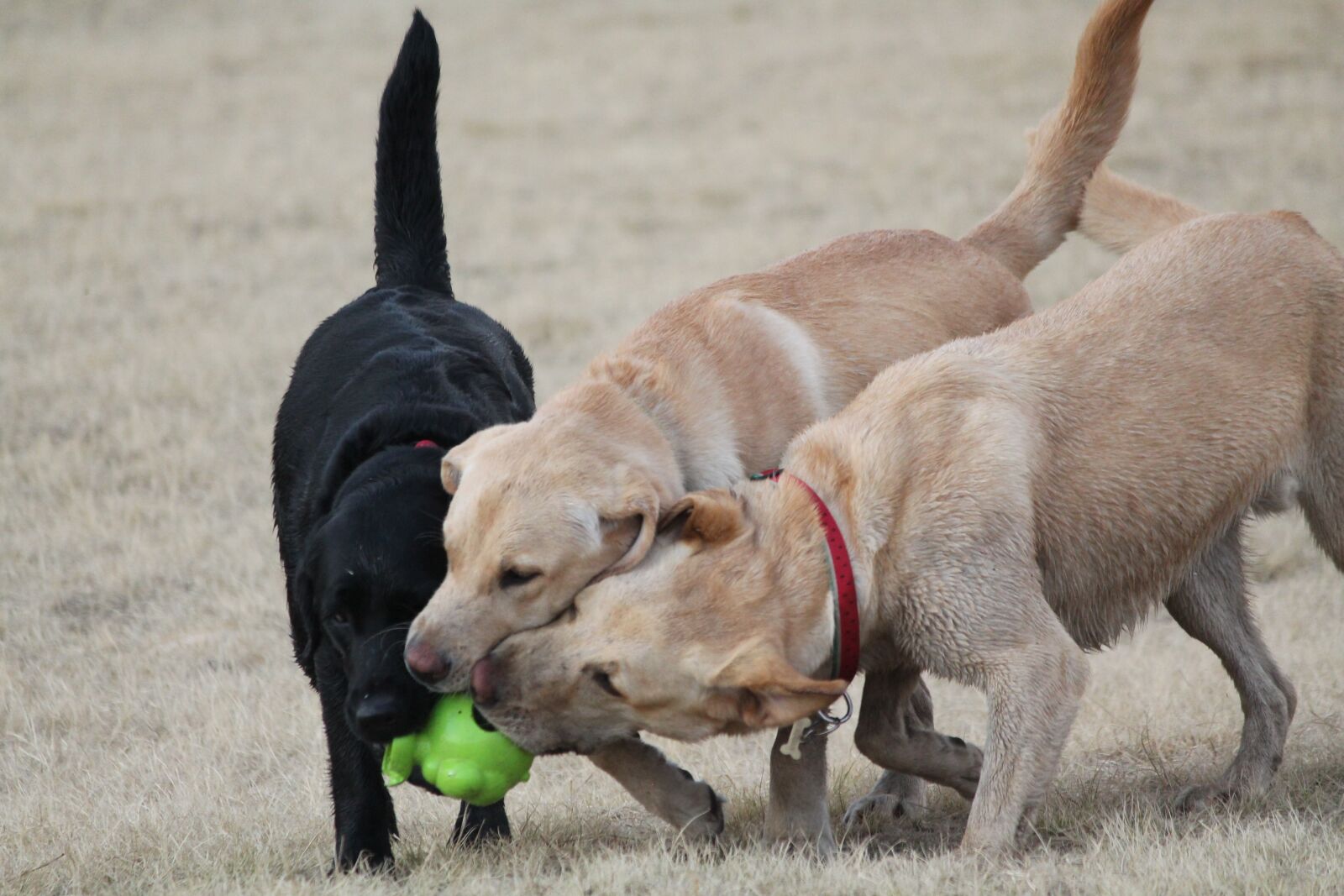 Canon EOS 1100D (EOS Rebel T3 / EOS Kiss X50) sample photo. Dogs, play, retriever photography