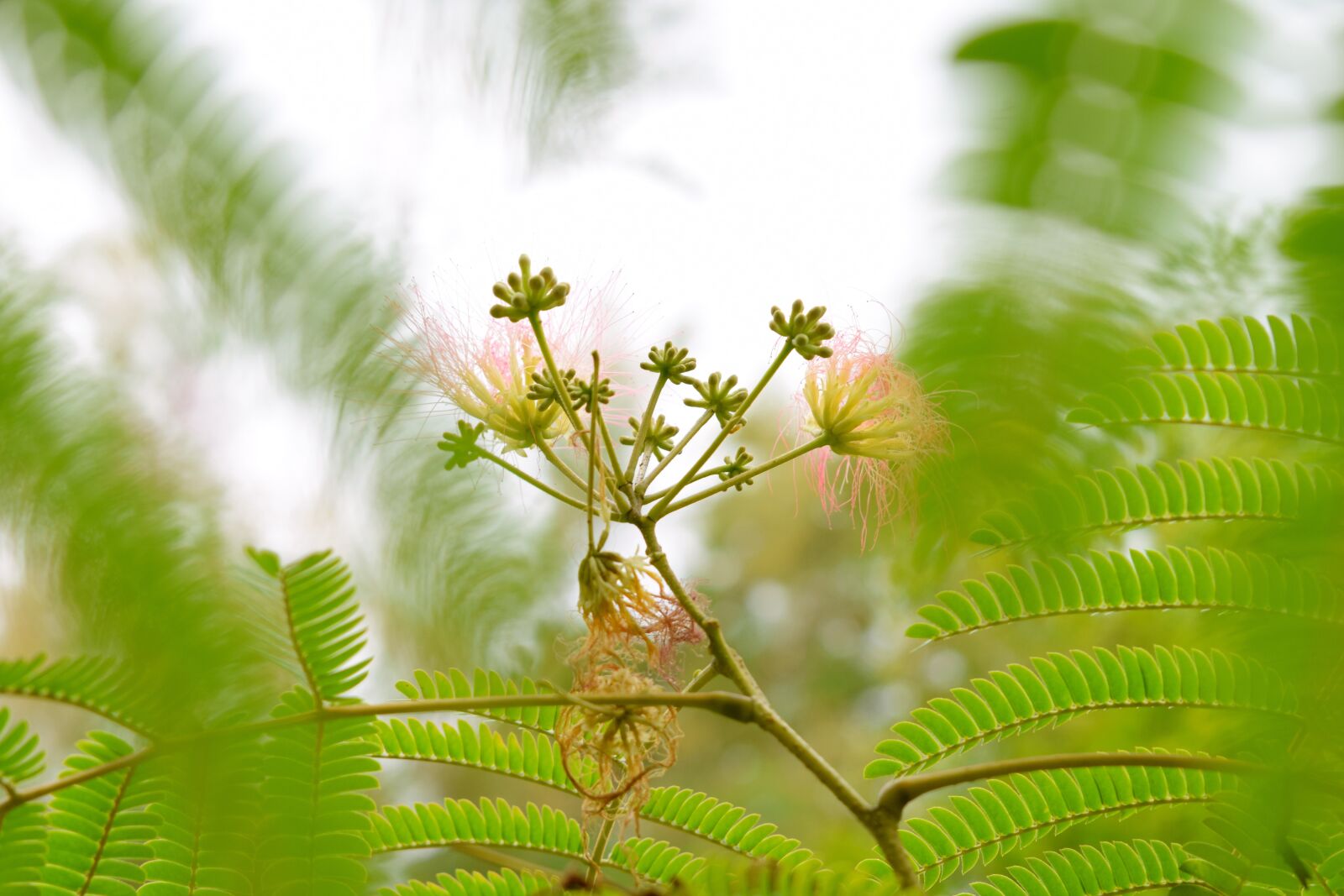 Nikon D3300 sample photo. Plant, tree, exotic photography