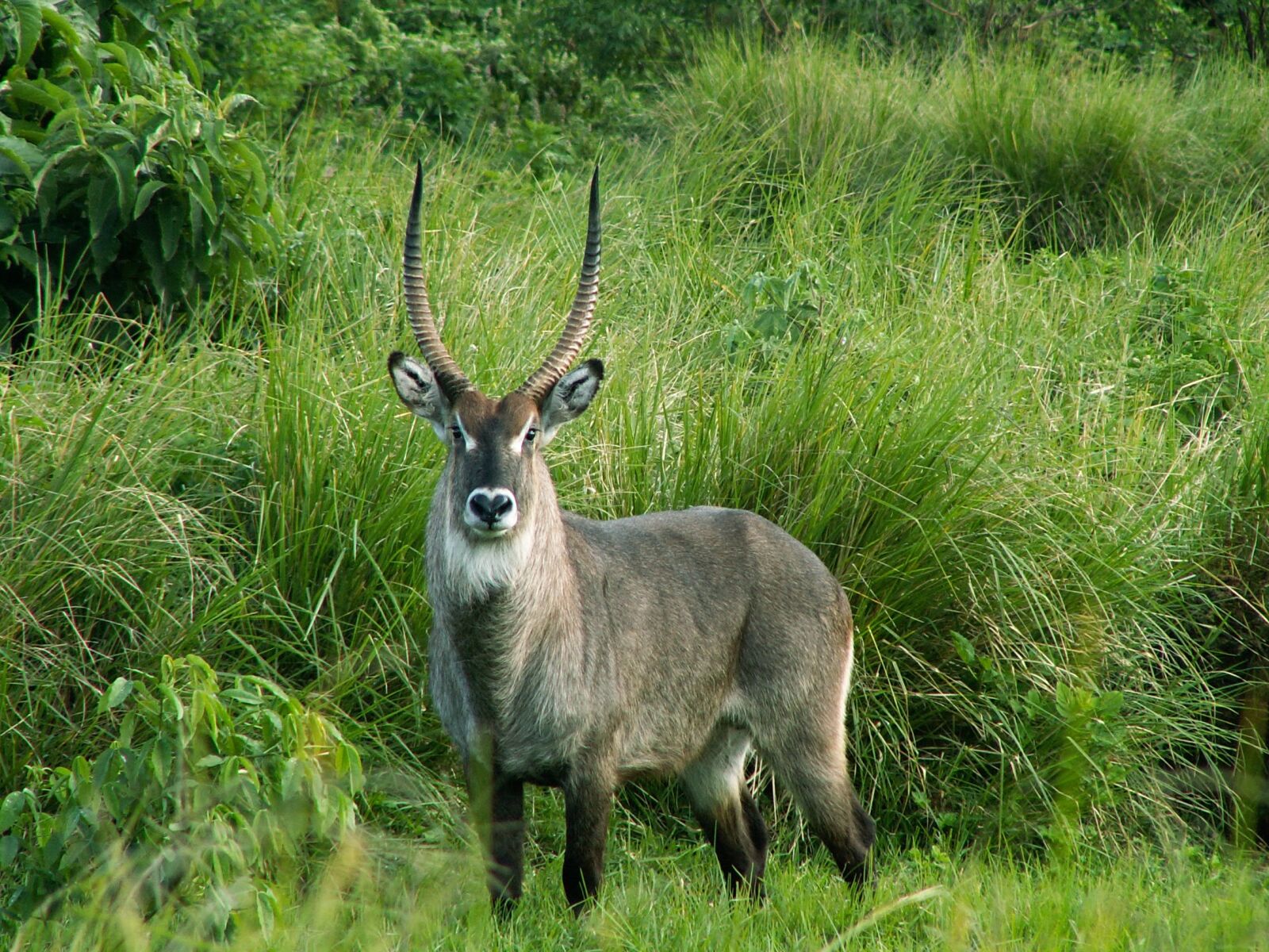 KONICA MINOLTA DiMAGE Z3 sample photo. Waterbuck, tanzania, africa photography