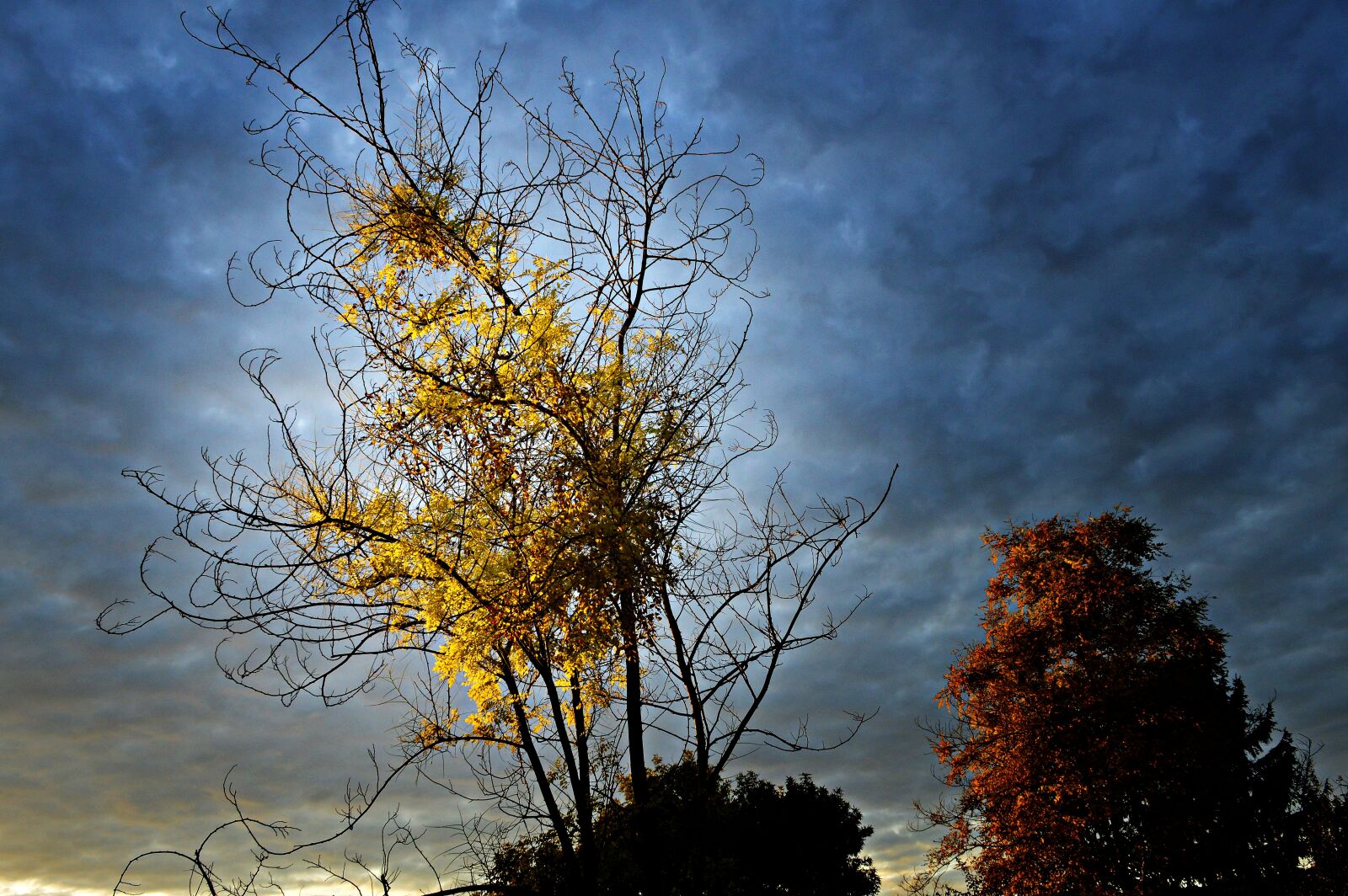 Nikon D3200 sample photo. Wood, leaves, autumn leaves photography