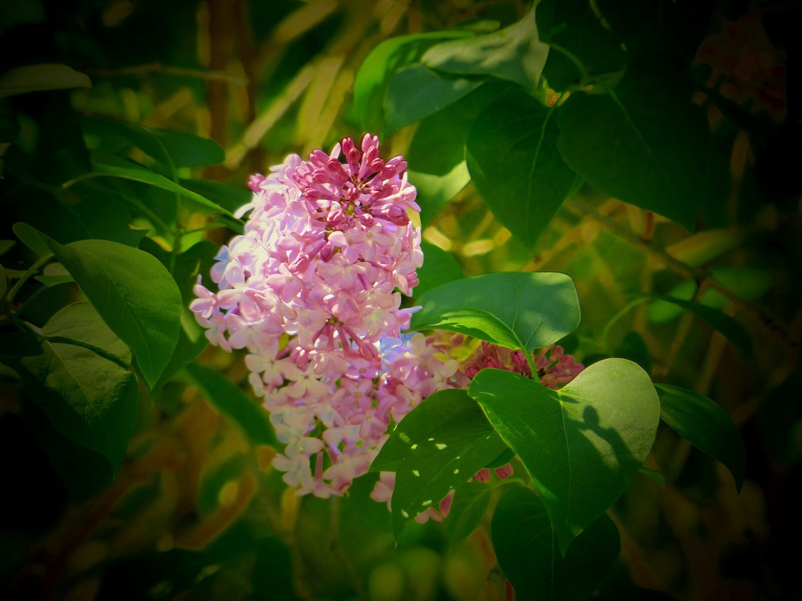 Panasonic Lumix DMC-FZ200 sample photo. Lilac, spring, flowers photography