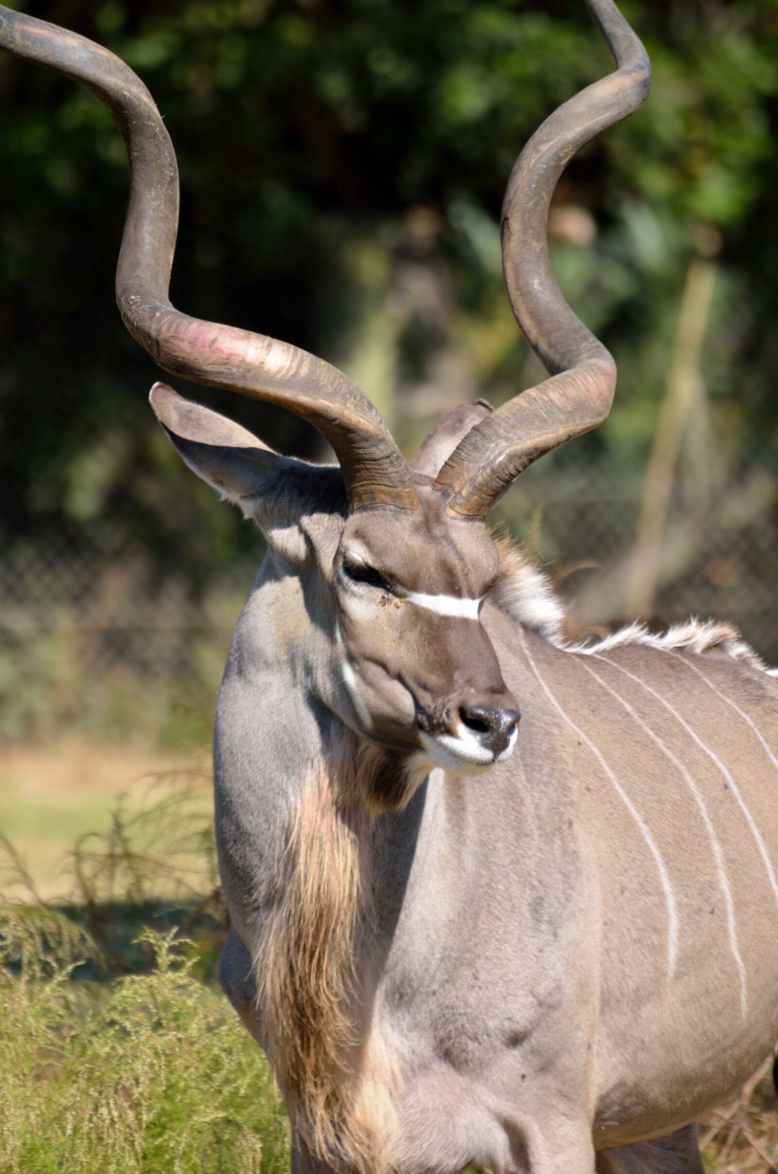 Nikon D7000 sample photo. Greater kudu, wildlife, africa photography