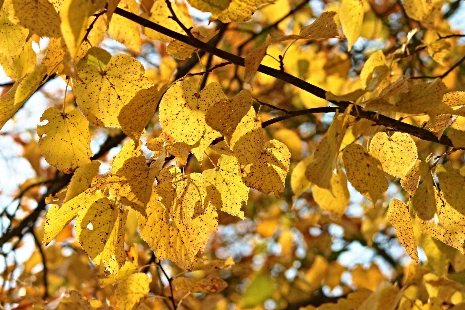Canon EOS 1100D (EOS Rebel T3 / EOS Kiss X50) sample photo. Fall foliage, tree, leaves photography