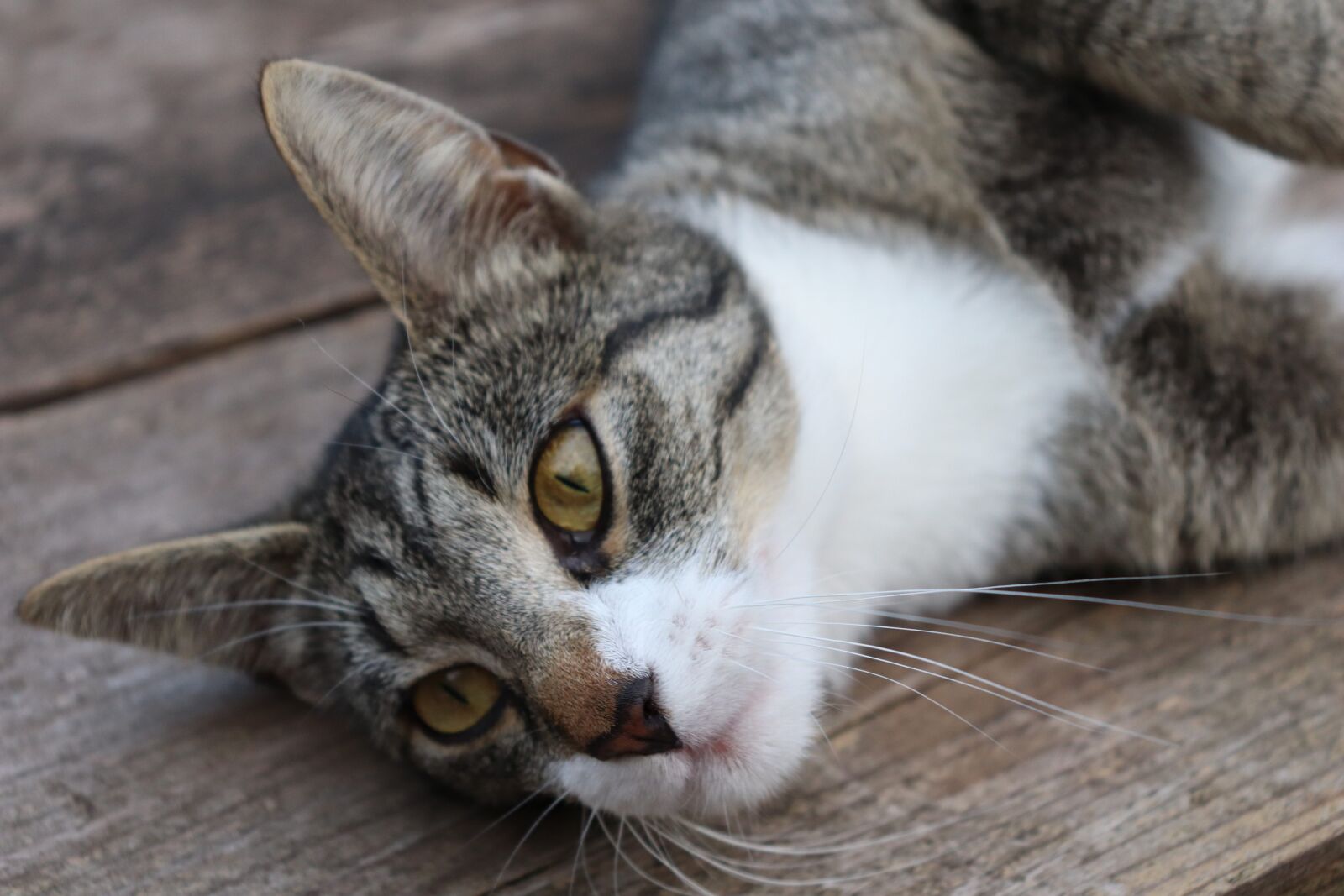 Canon EOS 200D (EOS Rebel SL2 / EOS Kiss X9) sample photo. Cat, concerns, lazy photography