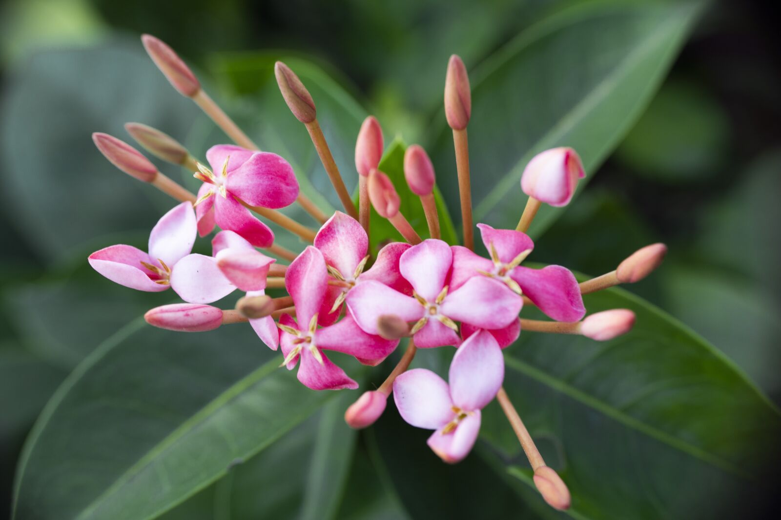 Nikon D7100 sample photo. Flowers, botanic, floral photography