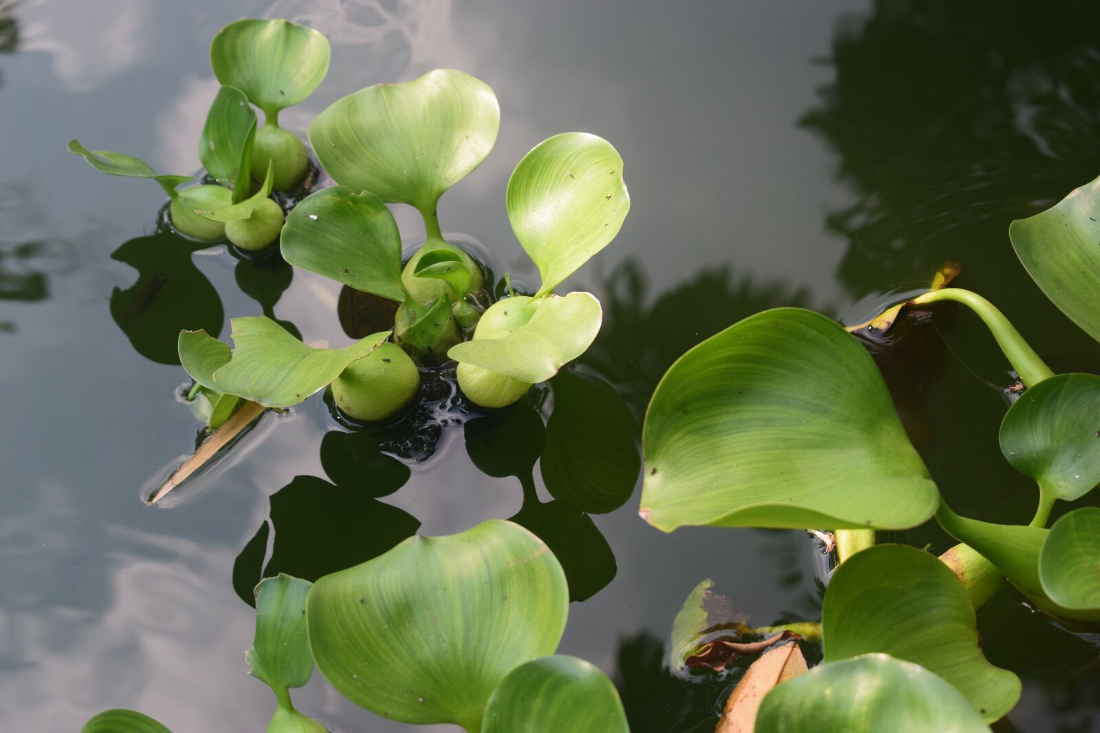 Nikon D3300 sample photo. Leaf, water hyacinth, nature photography