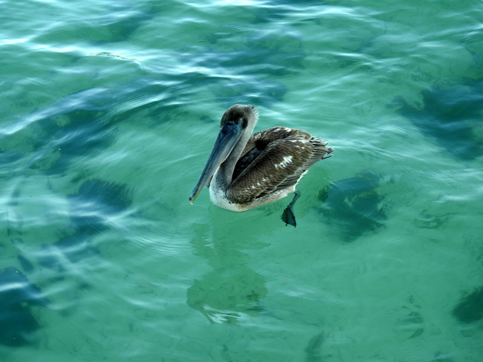 Nikon Coolpix P900 sample photo. Caribbean, pelican, fishing, sea photography