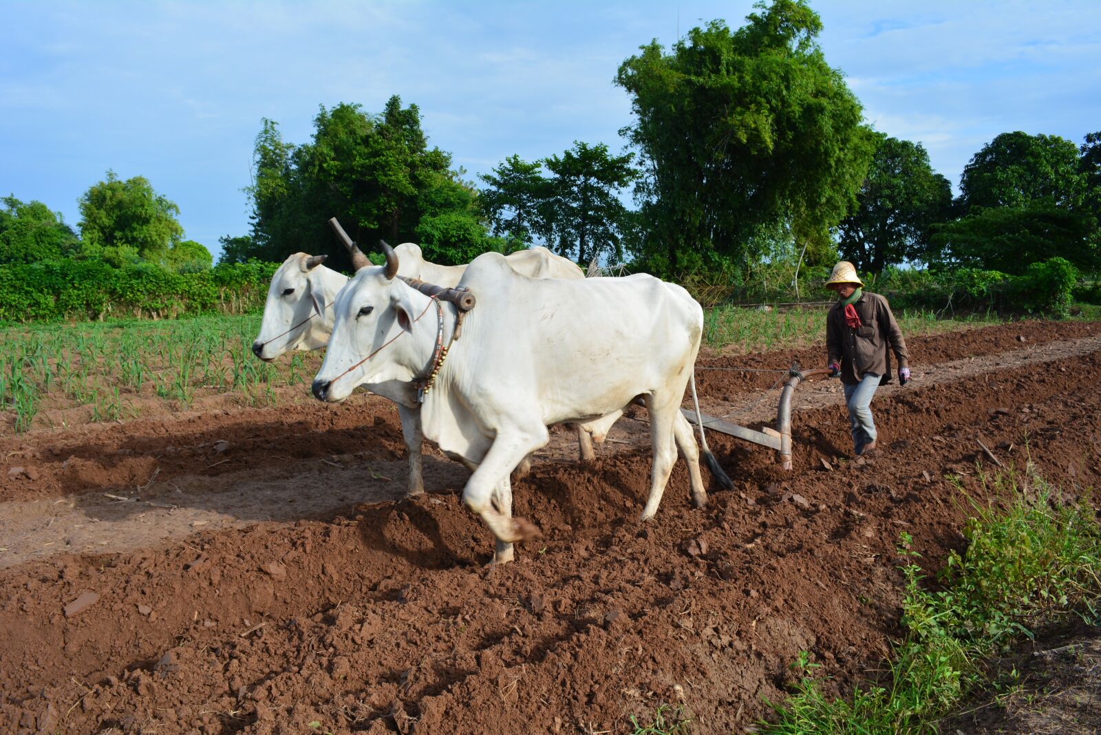 Nikon D5200 sample photo. Farmer, cow, worker photography