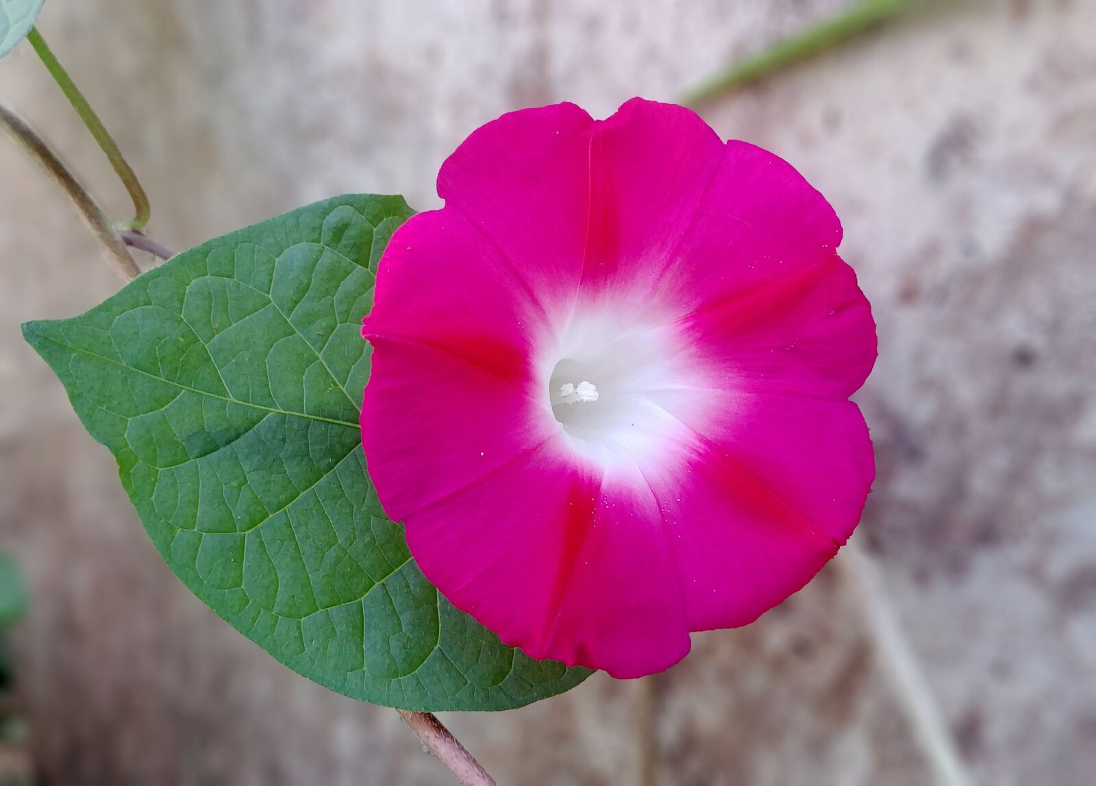 LG G6 sample photo. Morning glory, the vine photography