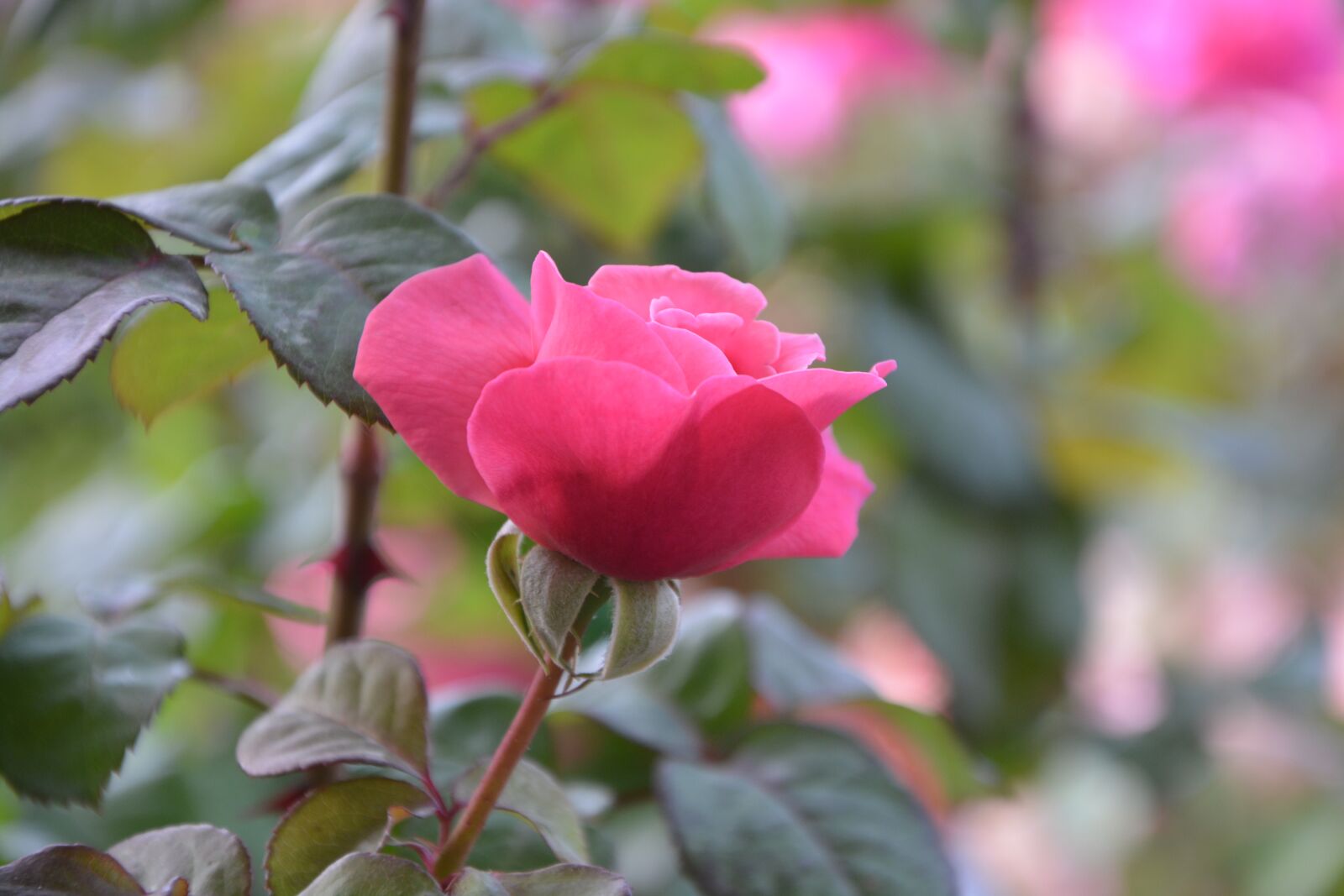 Nikon D5200 sample photo. Pink, bright pink color photography