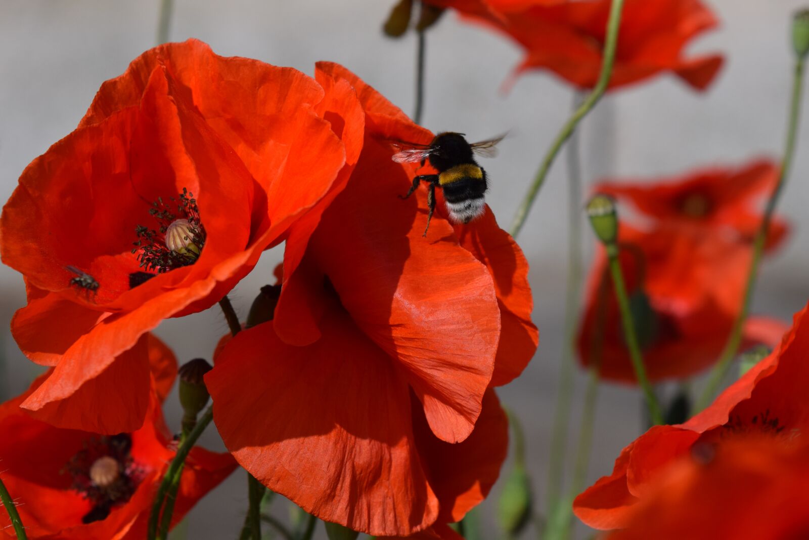 Nikon D3300 sample photo. Hummel, poppy flower, flowers photography
